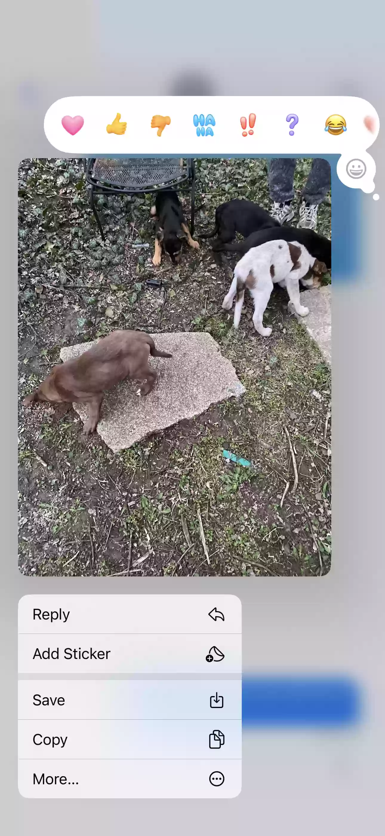adoptable Dog in Oak Park,MI named Doesn’t have one