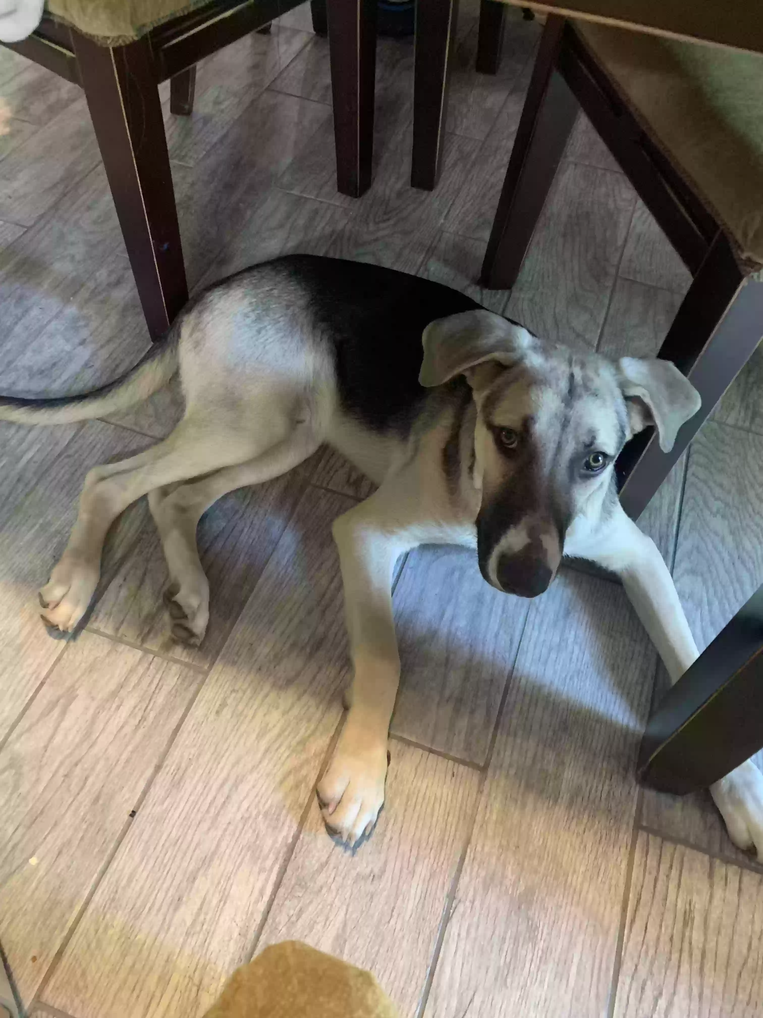 adoptable Dog in Mandeville,LA named Sheldon