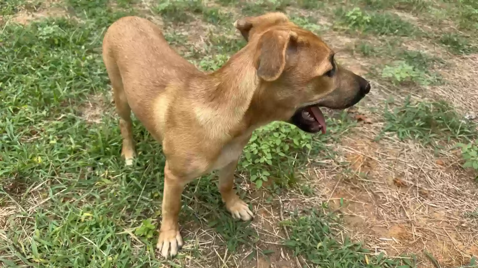 adoptable Dog in Daingerfield,TX named Jenny