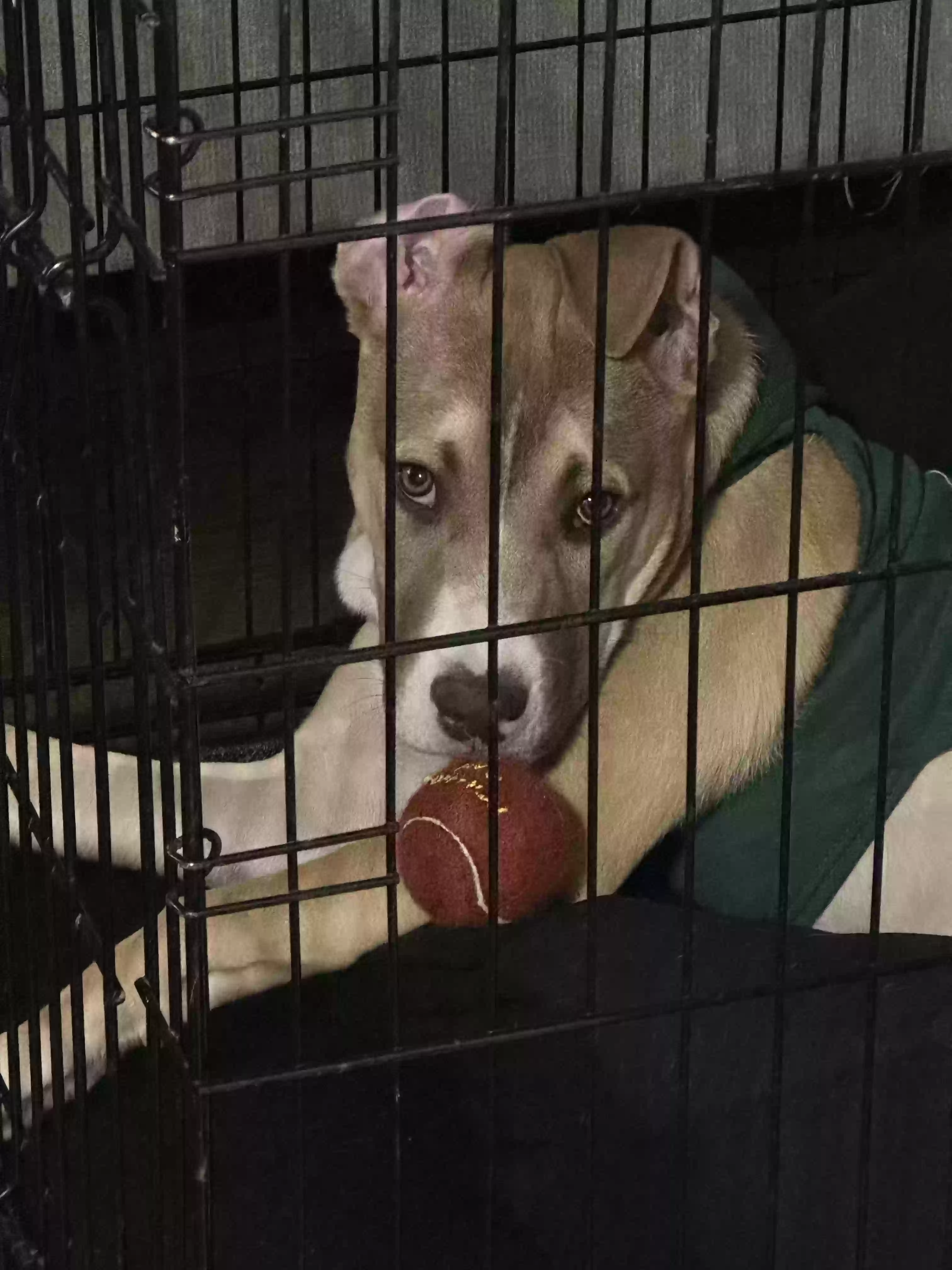 adoptable Dog in Hamilton,OH named Generousity