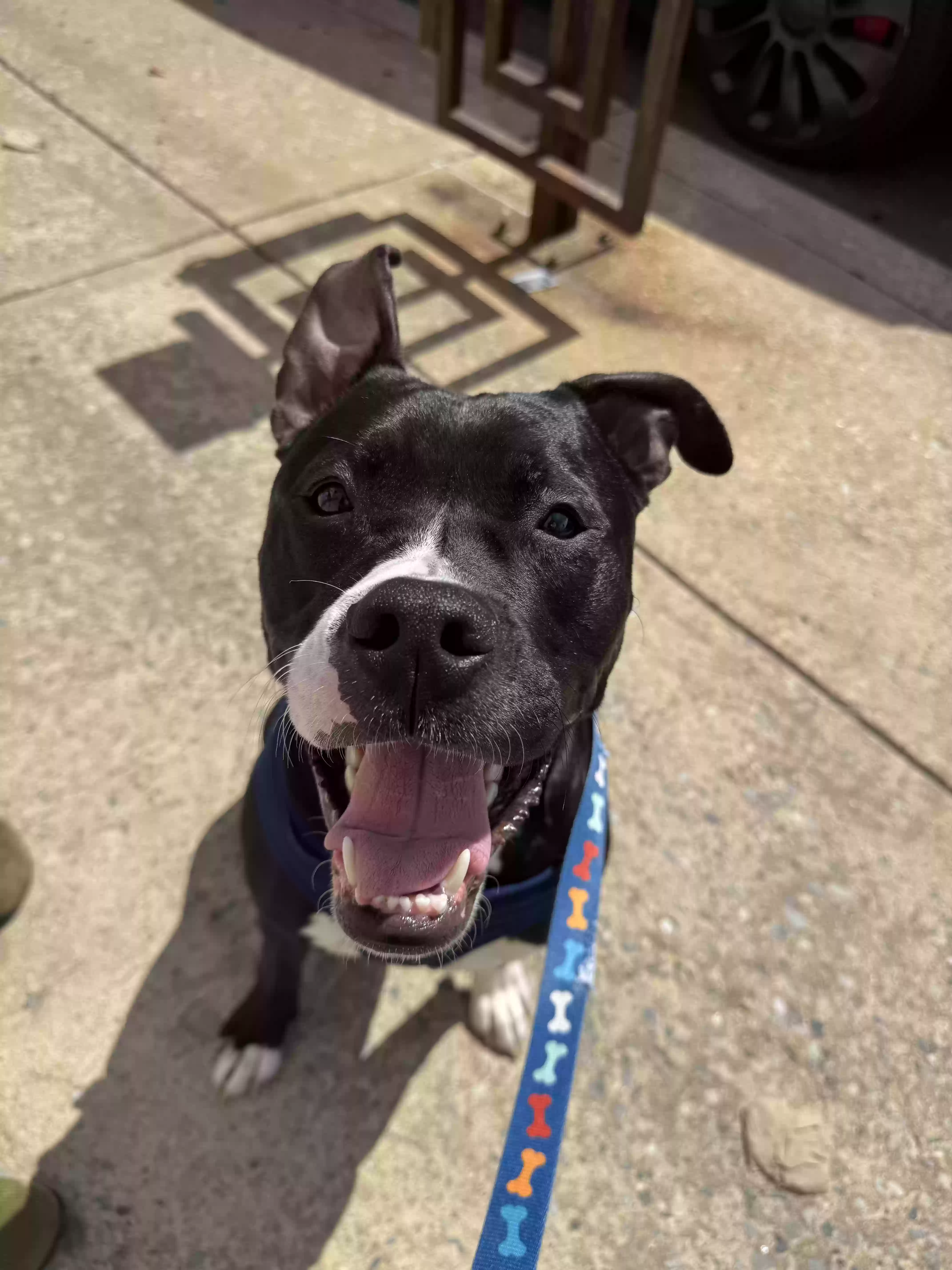 adoptable Dog in Philadelphia,PA named Christian
