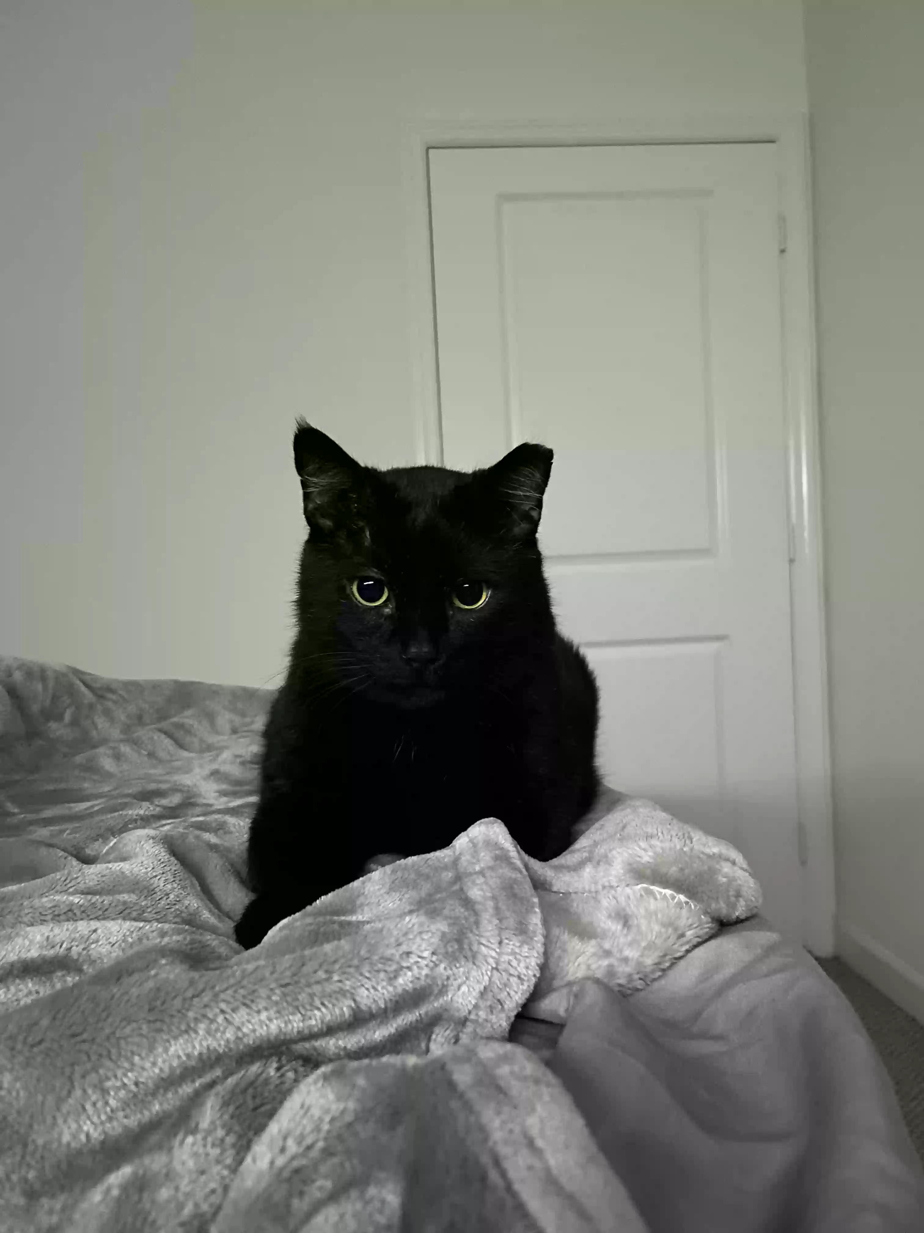adoptable Cat in Hollywood,FL named Bruno
