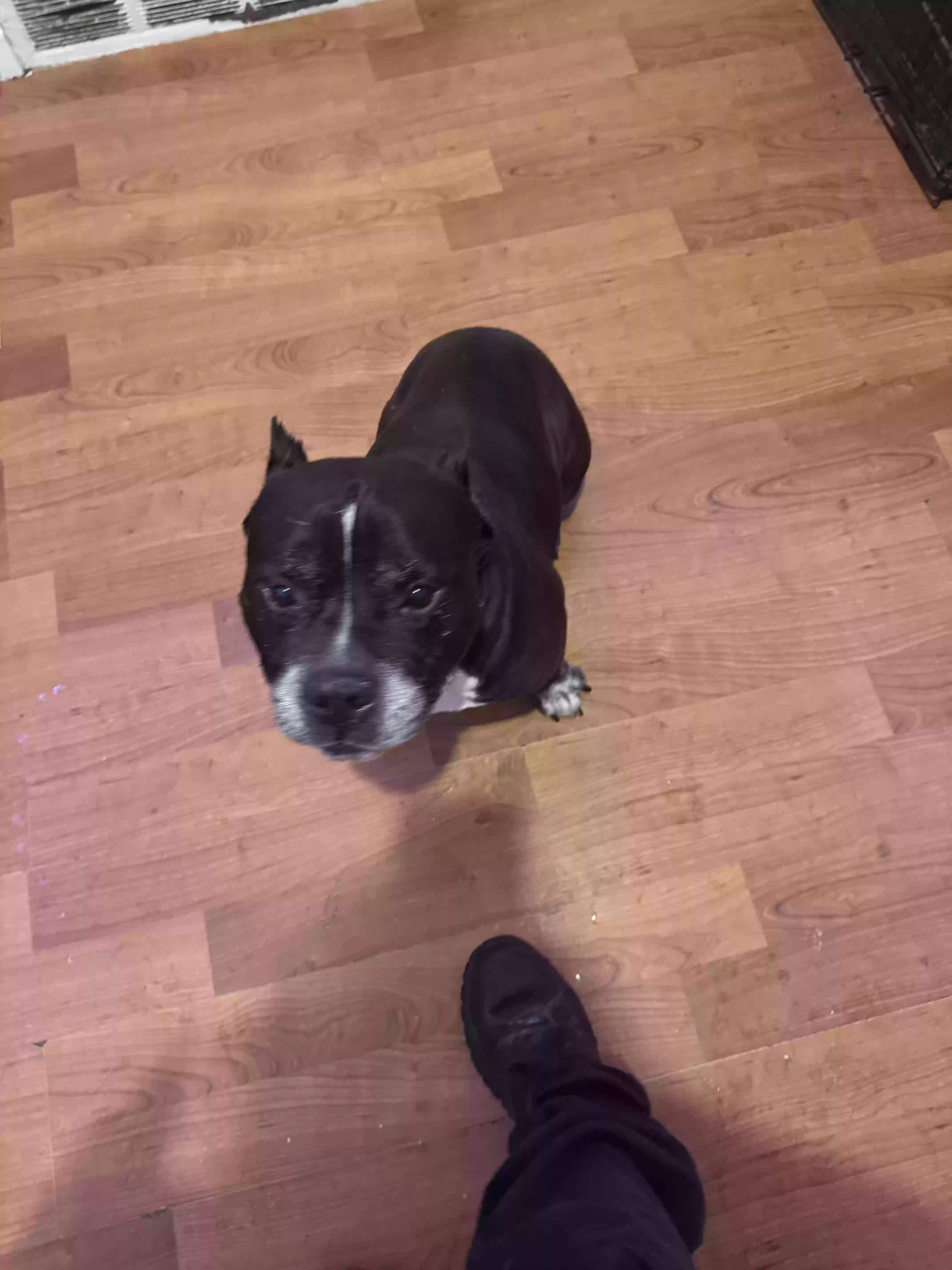 adoptable Dog in Bridgeport,CT named Zues