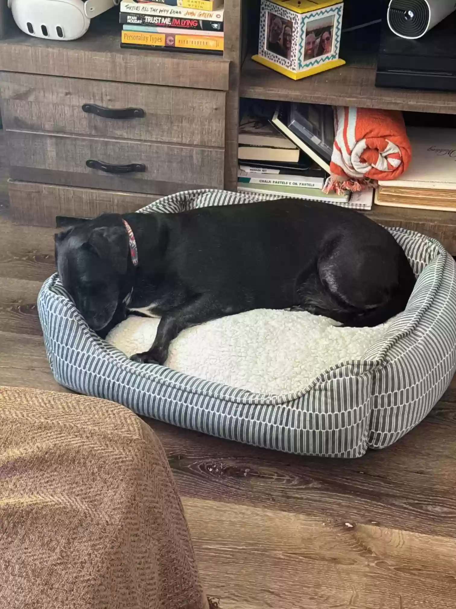 adoptable Dog in Katy,TX named Junior