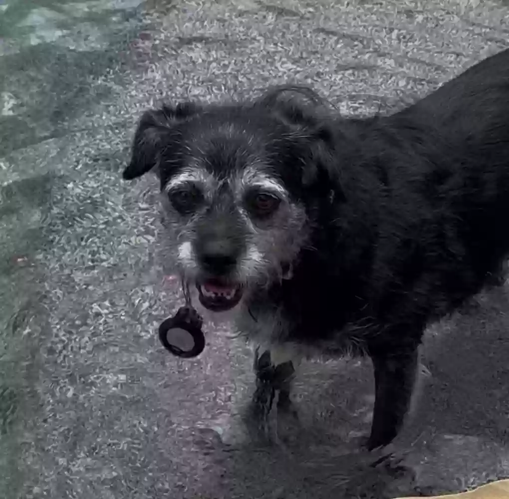 adoptable Dog in Katy,TX named Lucy