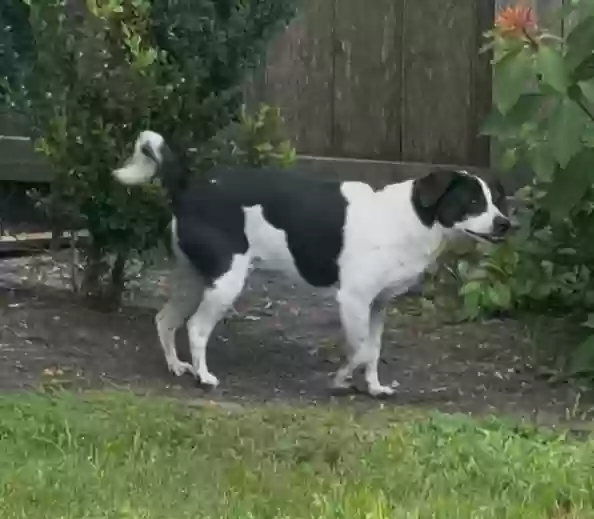adoptable Dog in Katy,TX named Middle