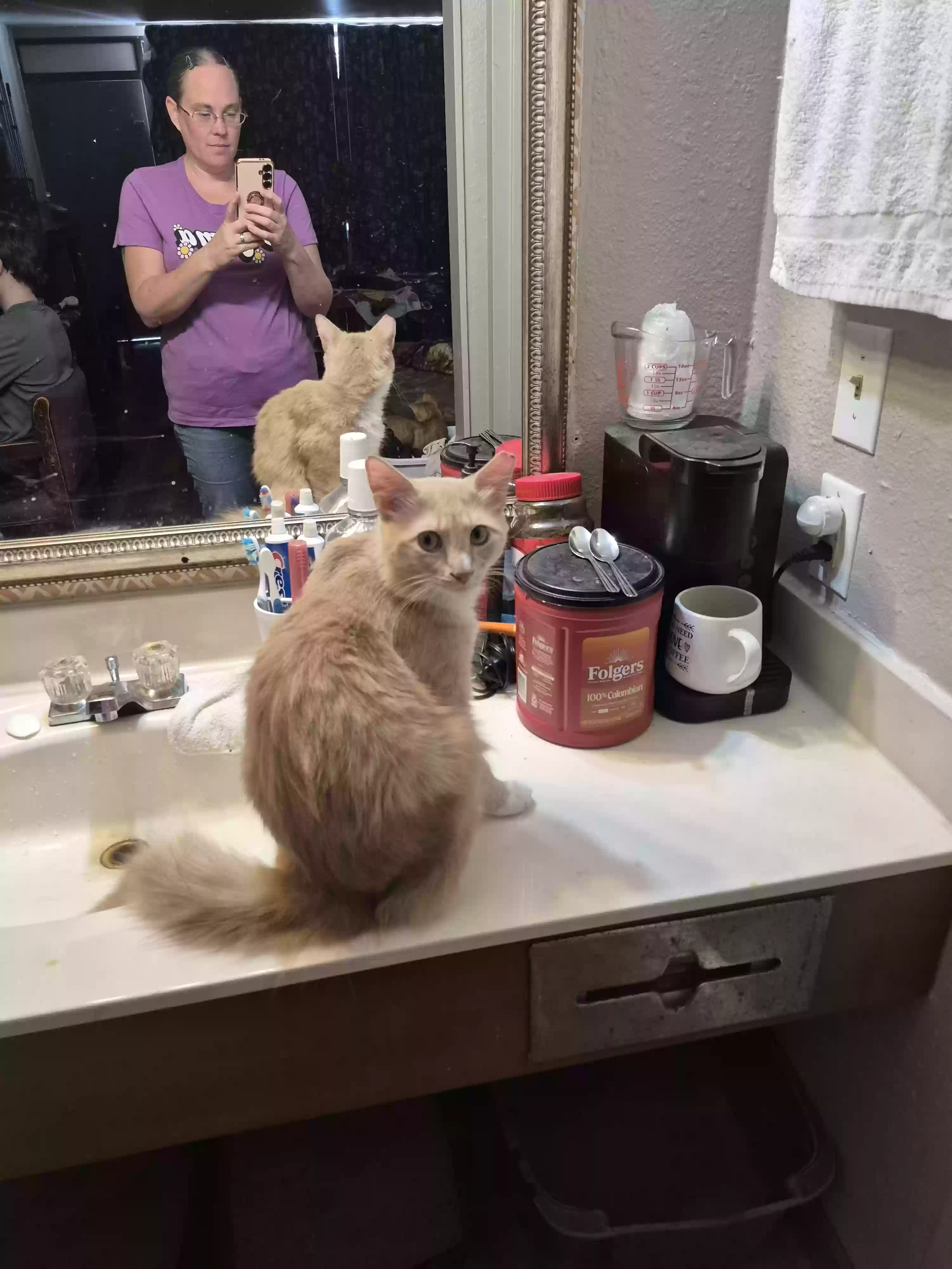 adoptable Cat in Paris,TN named Cheetah
