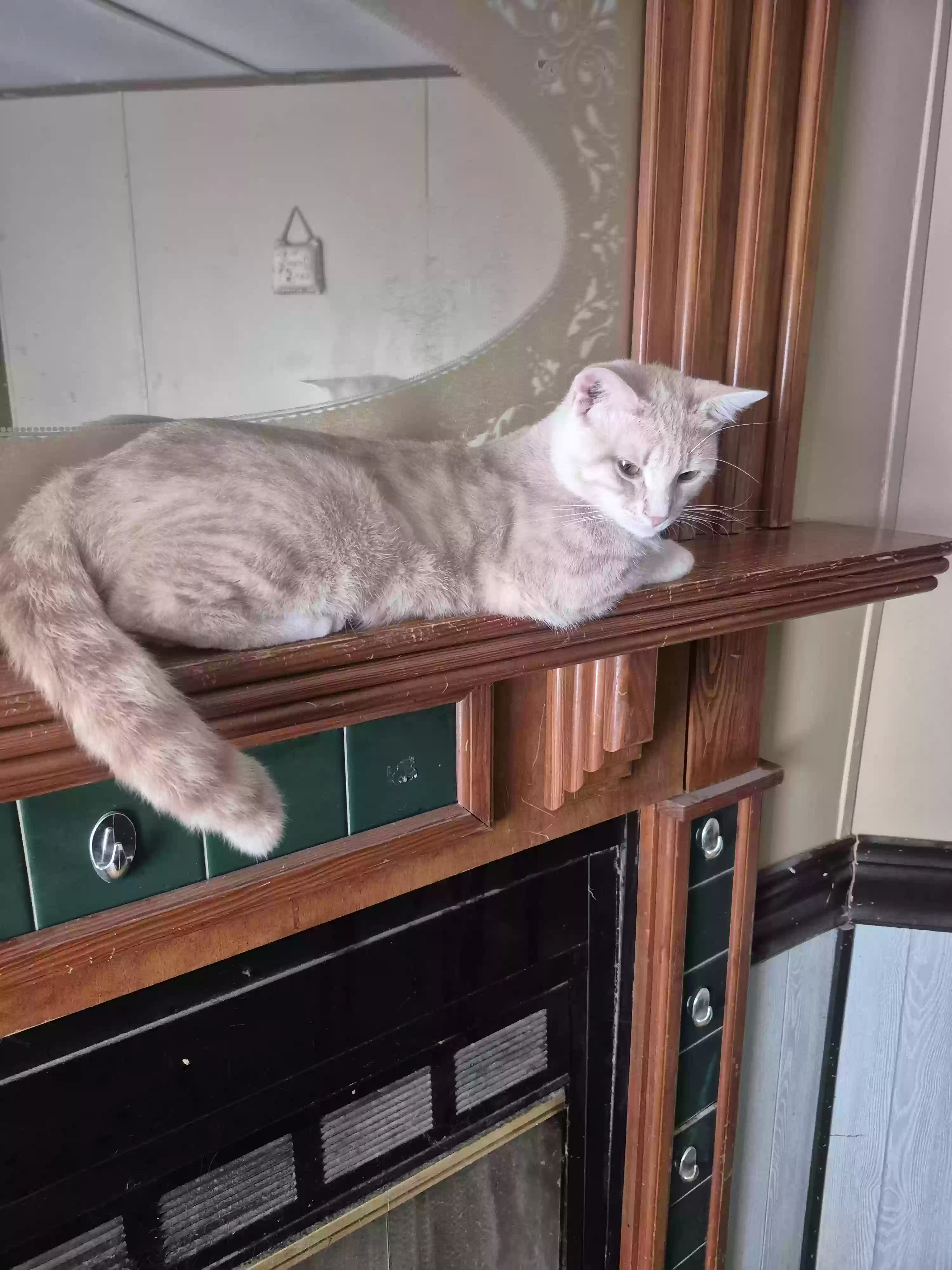 adoptable Cat in Paris,TN named Dusty