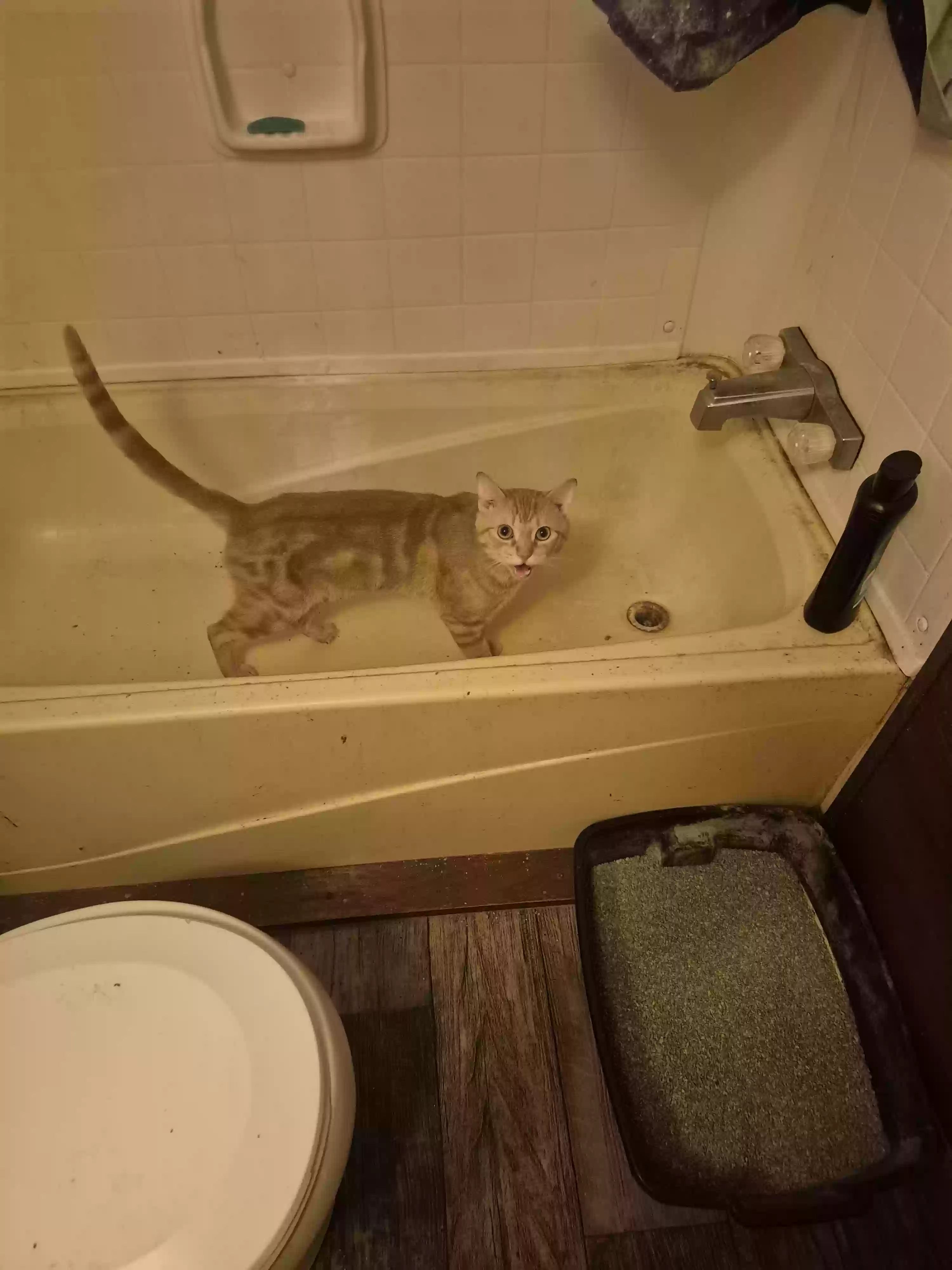 adoptable Cat in Paris,TN named Guizmo