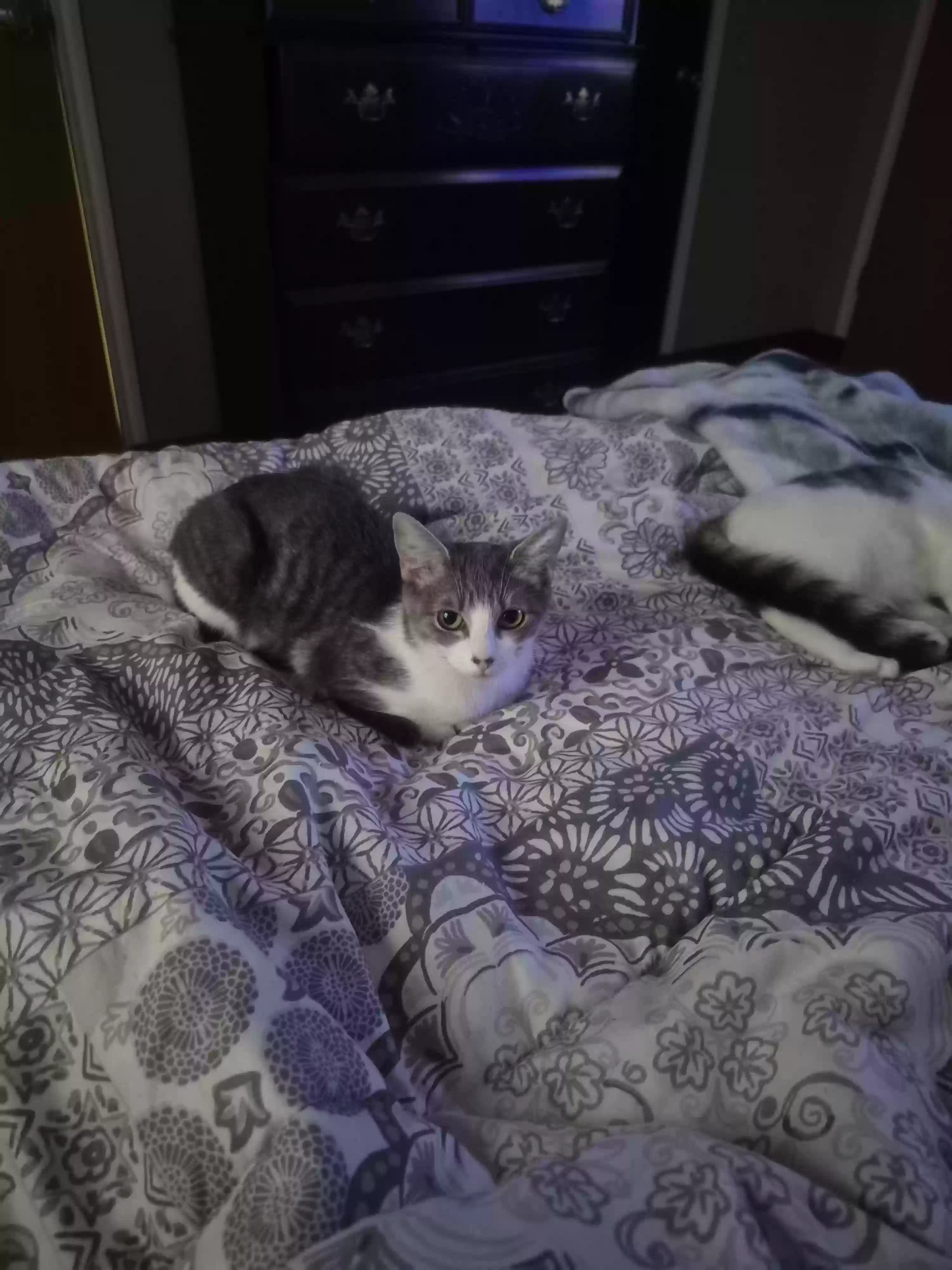 adoptable Cat in Paris,TN named Baily