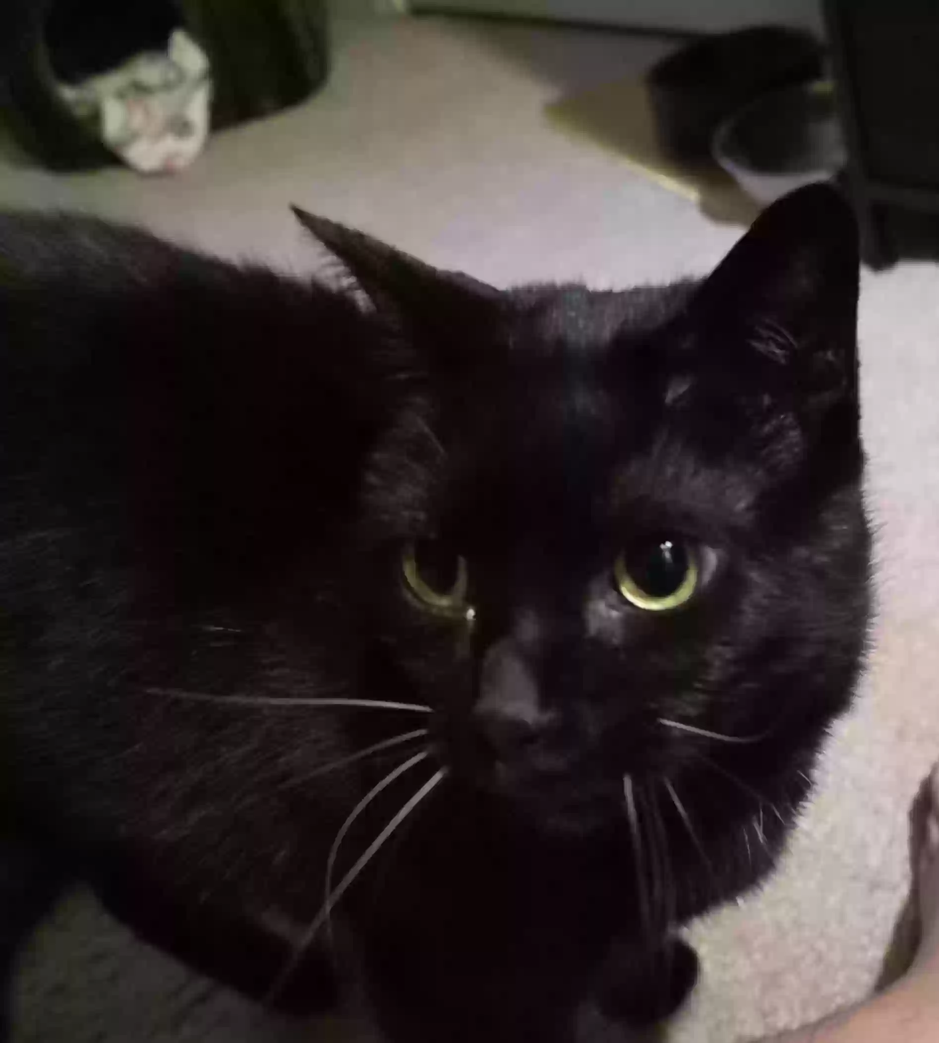 adoptable Cat in Princeton,TX named Paris