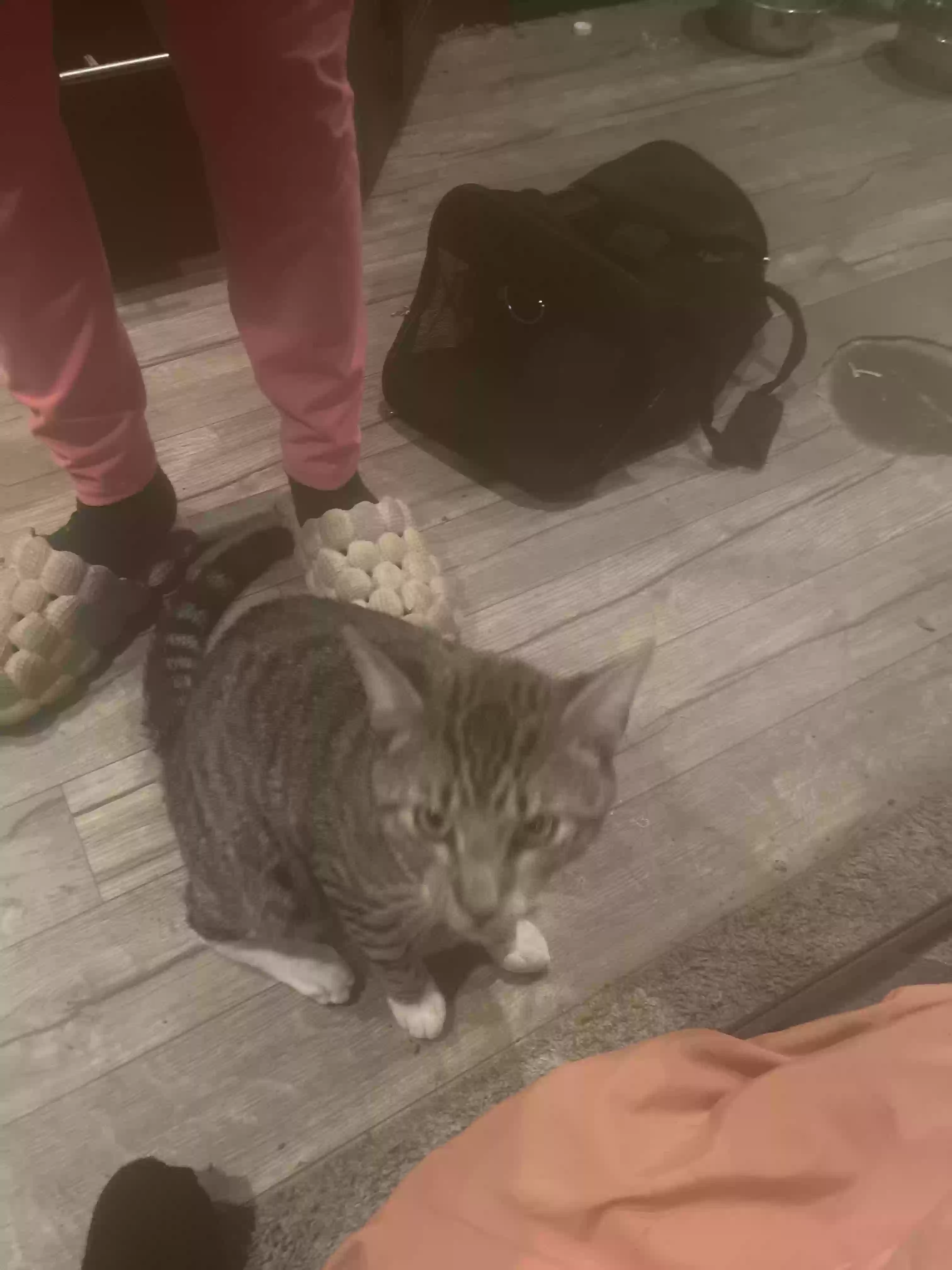 adoptable Cat in Burleson,TX named Lenox