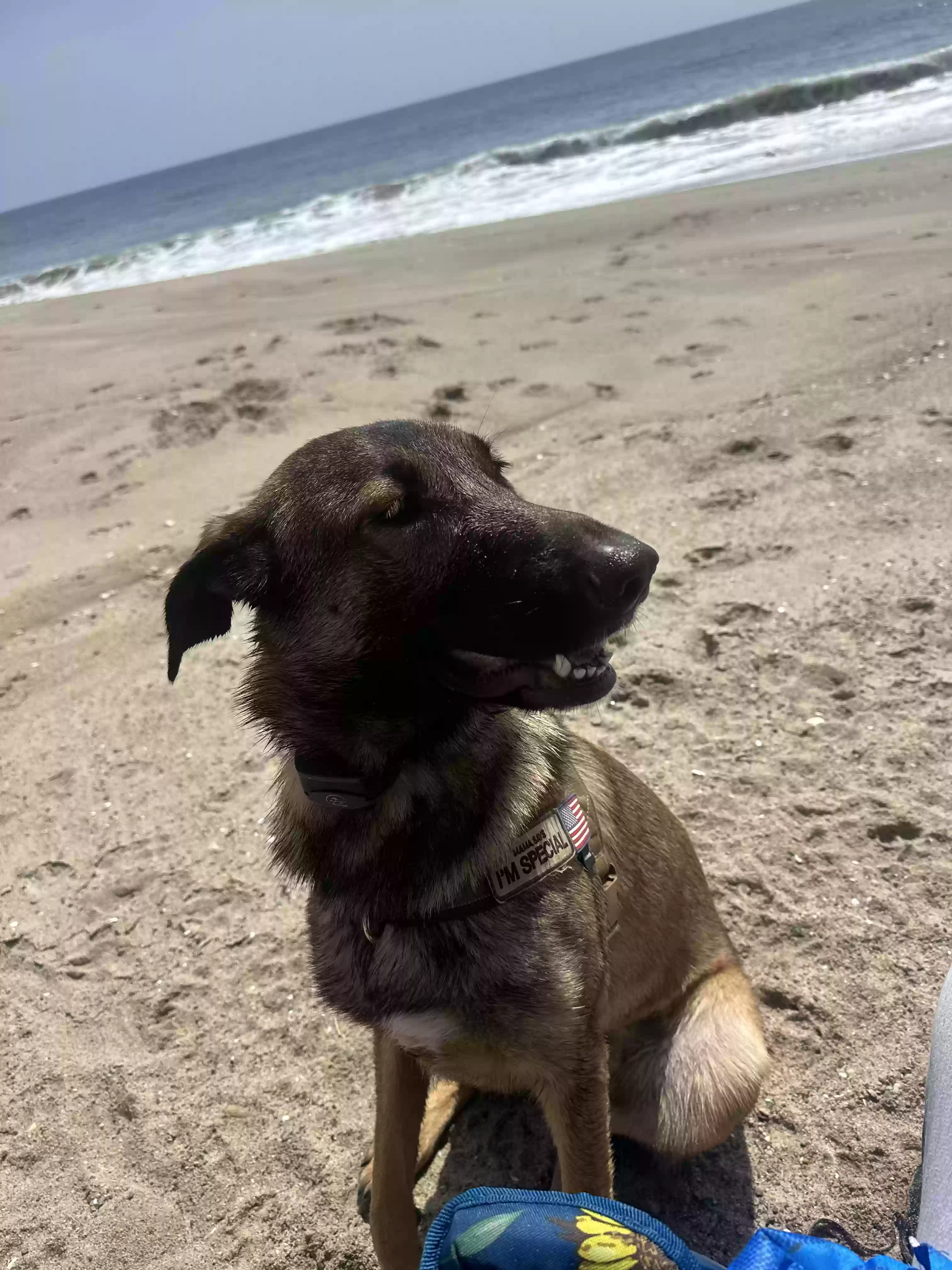 adoptable Dog in Simi Valley,CA named Sophie