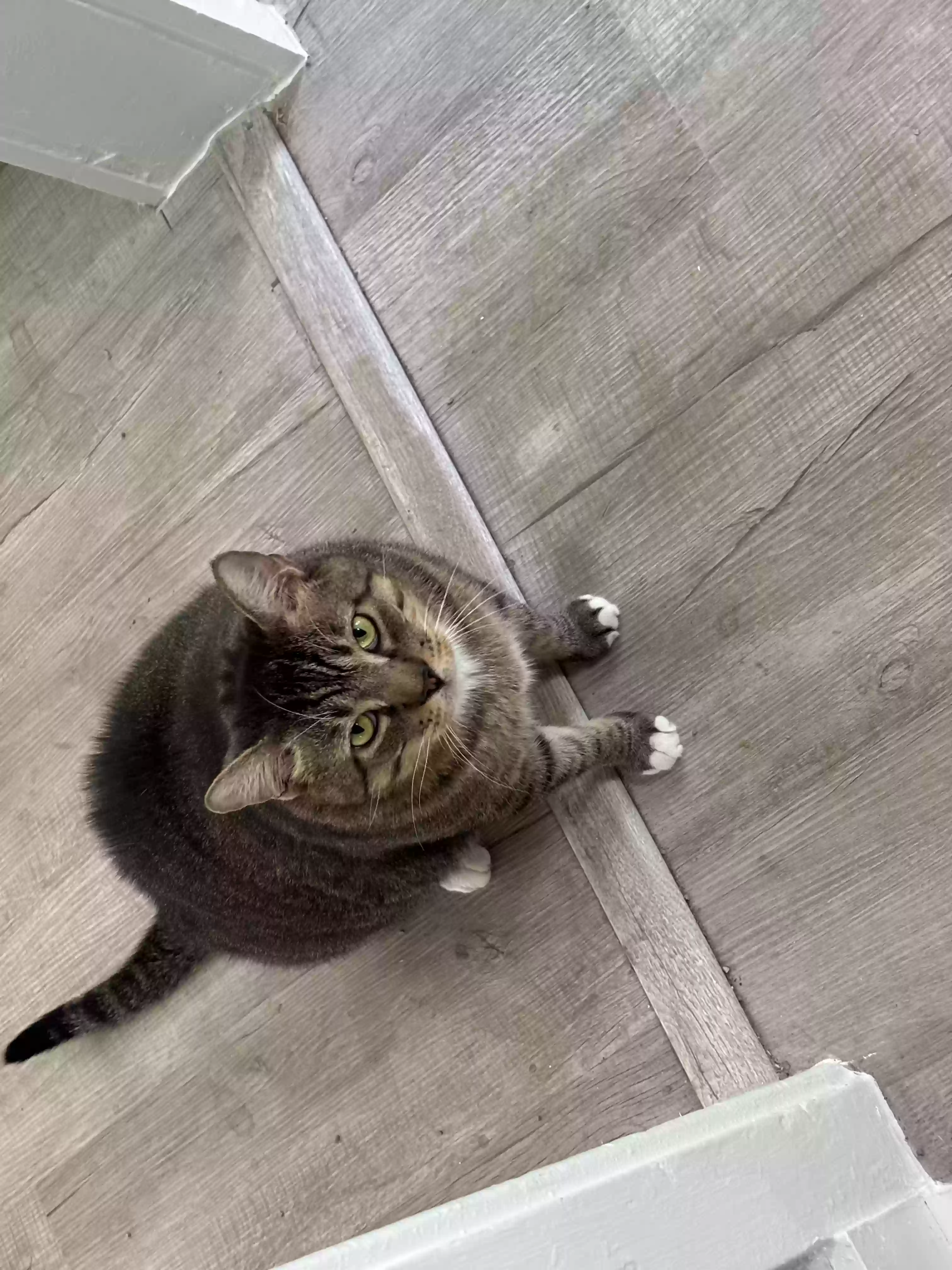 adoptable Cat in Lake Jackson,TX named Archimedes