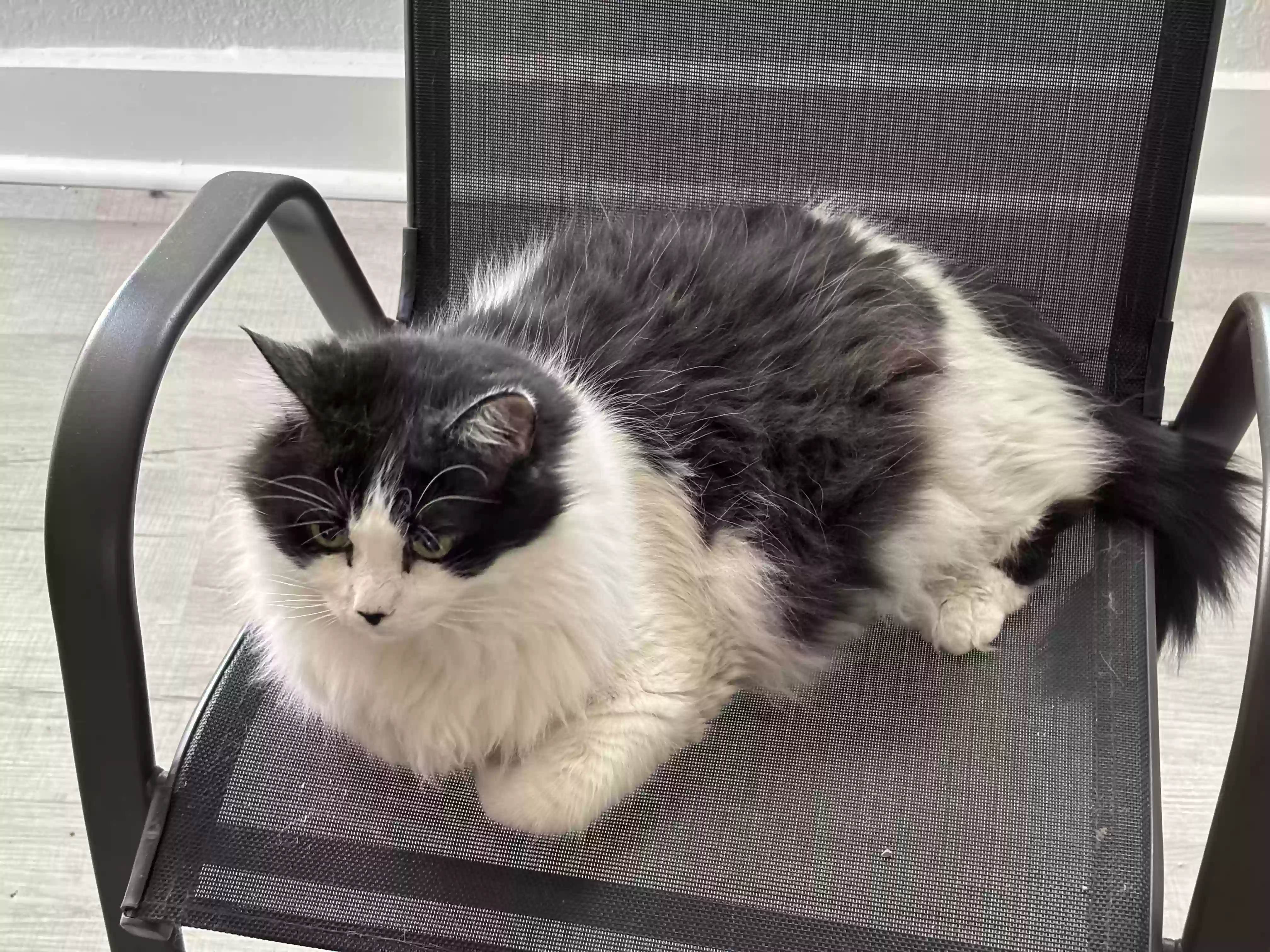 adoptable Cat in Lake Jackson,TX named Diomedes