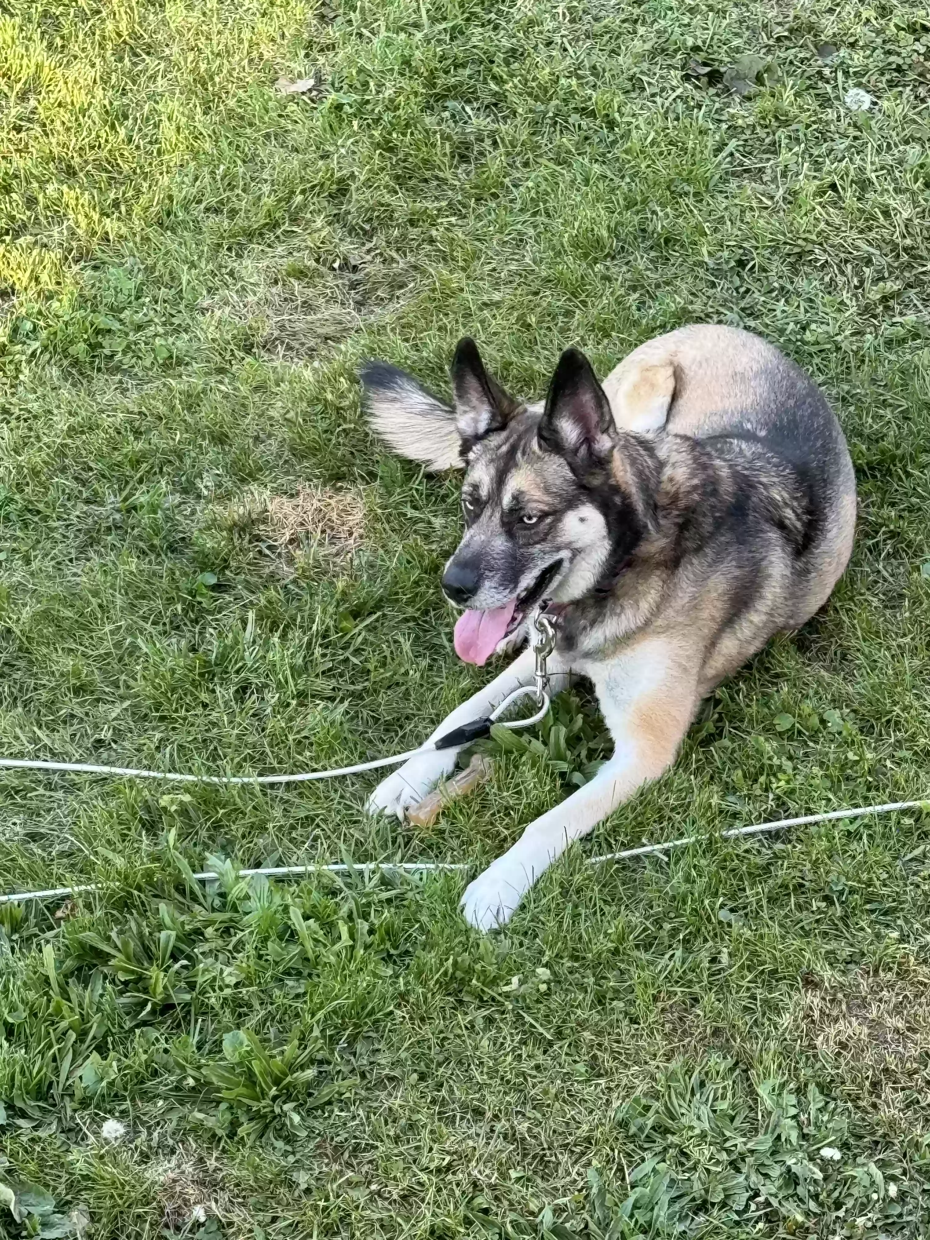 adoptable Dog in Erwin,TN named Stella