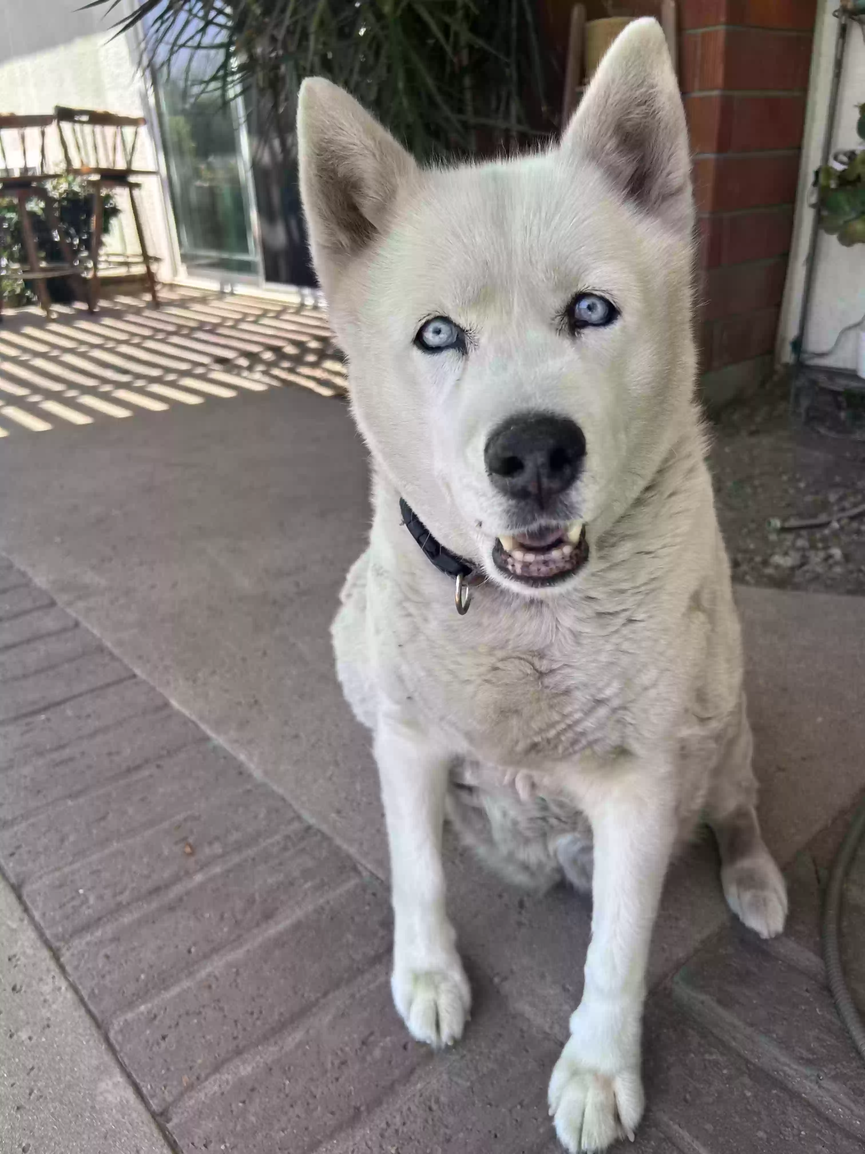 adoptable Dog in Glendora,CA named Sadie