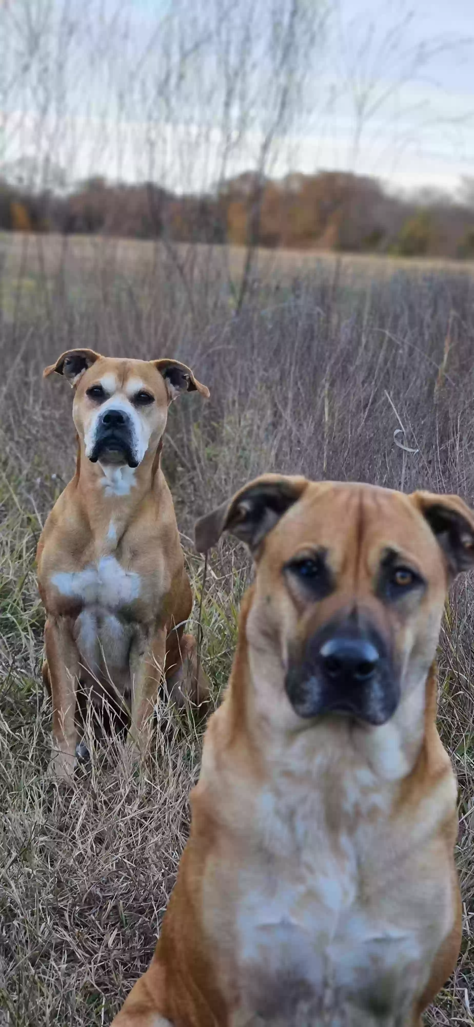 adoptable Dog in Paris,TX named MommaDog