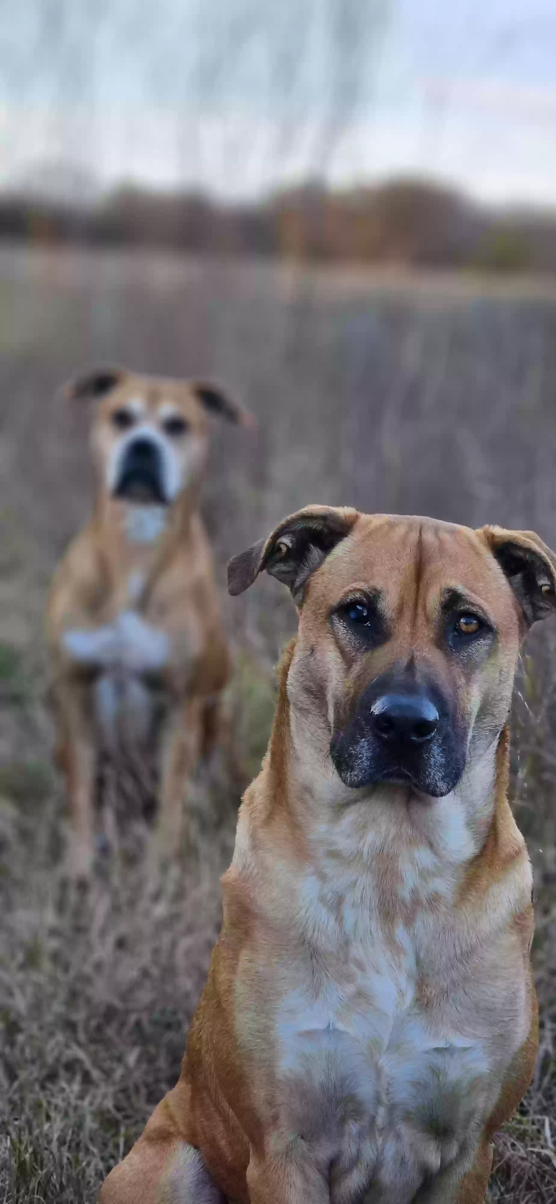adoptable Dog in Paris,TX named RayGirl