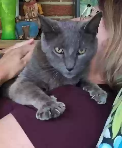 adoptable Cat in Xenia,OH named Smokey