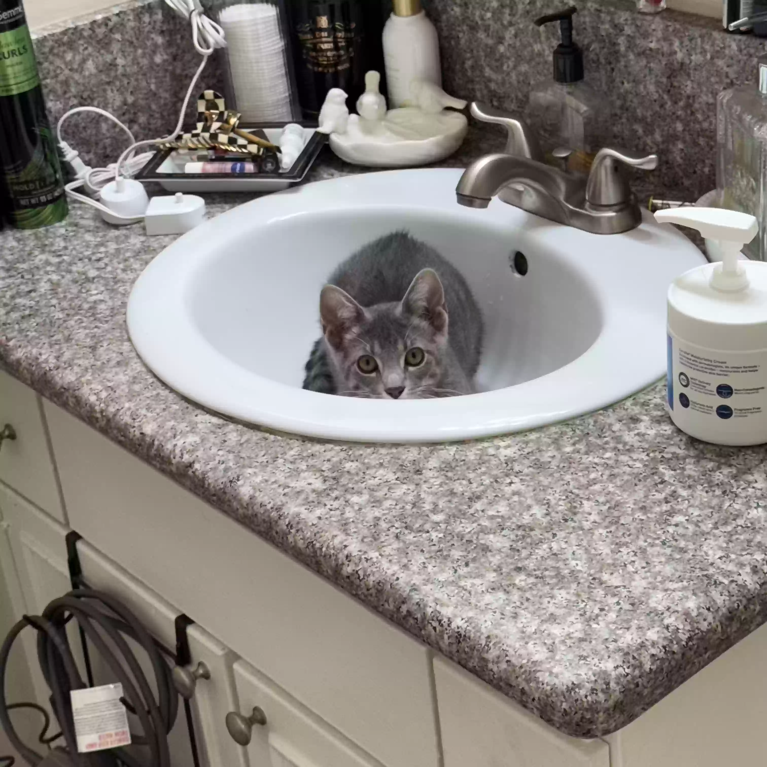 adoptable Cat in Anaheim,CA named No name
