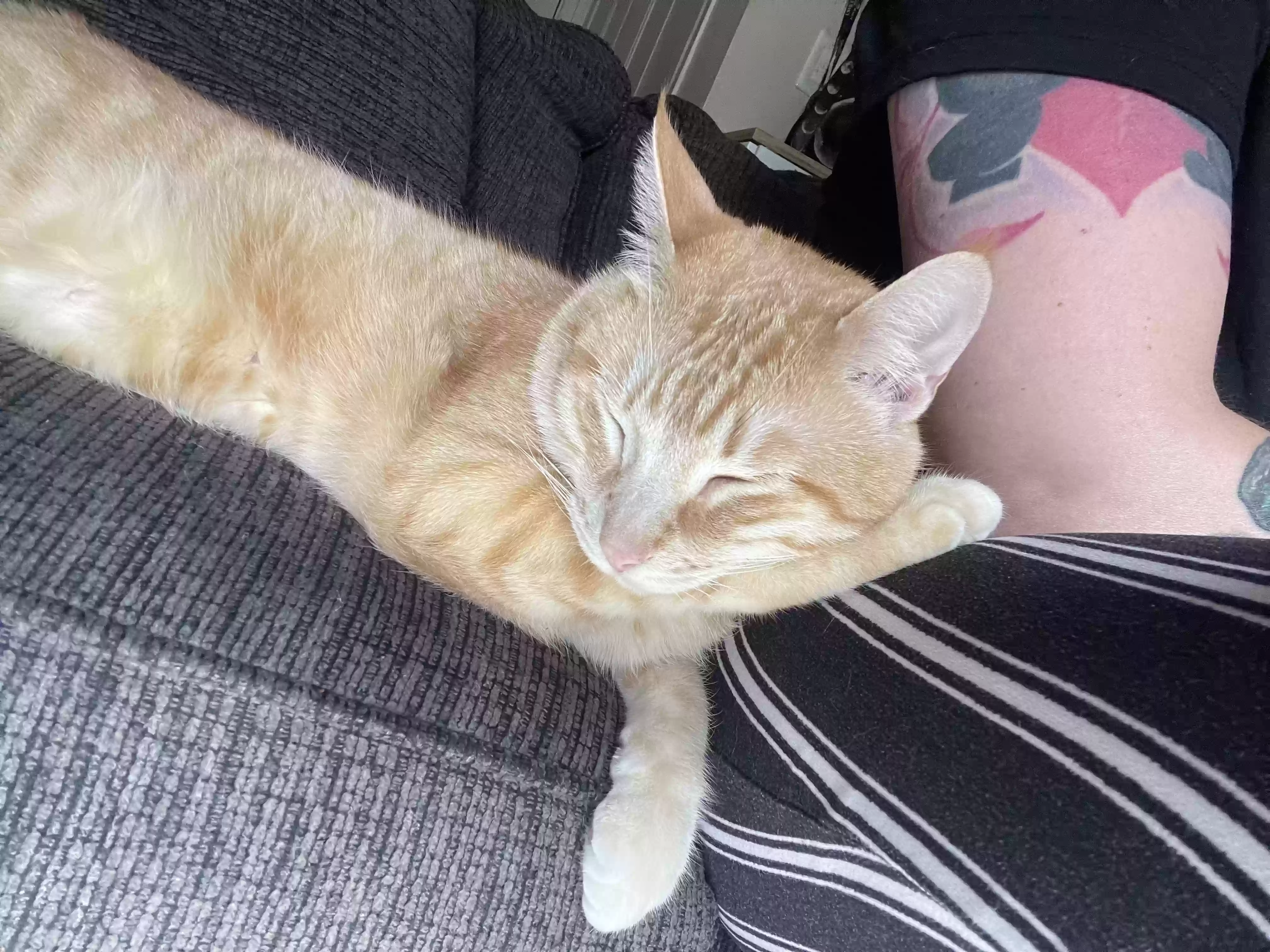 adoptable Cat in Turlock,CA named Thor