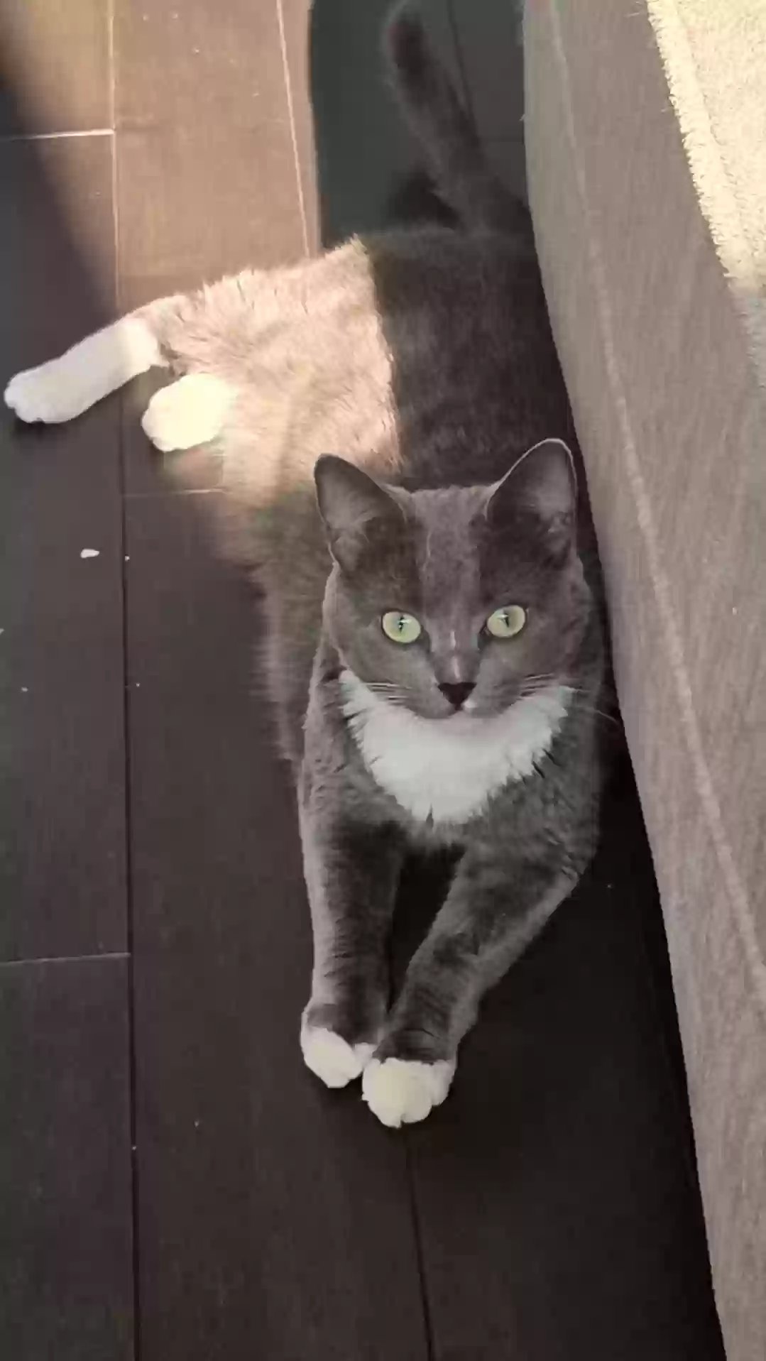adoptable Cat in Novi,MI named Cat