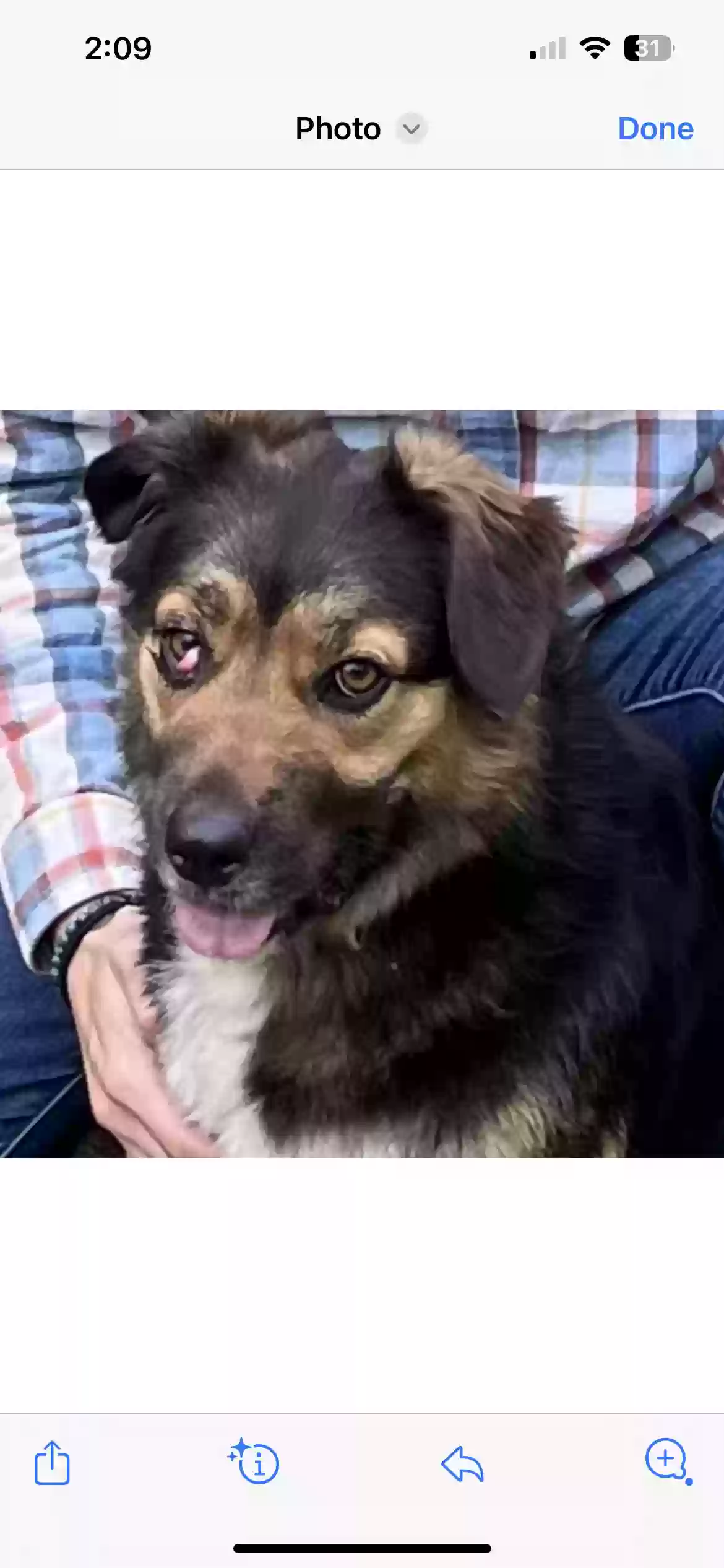 adoptable Dog in Opelousas,LA named Willow