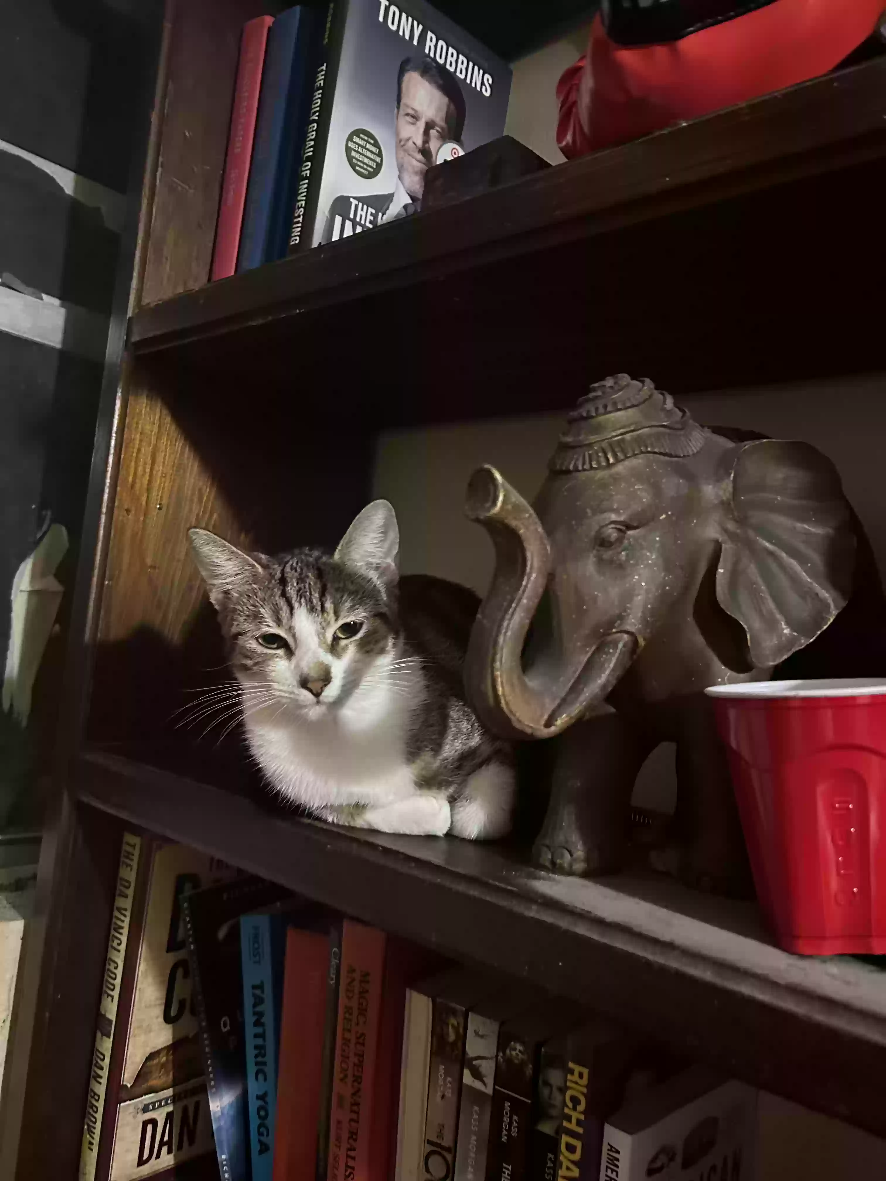 adoptable Cat in Hollywood,FL named Rosie