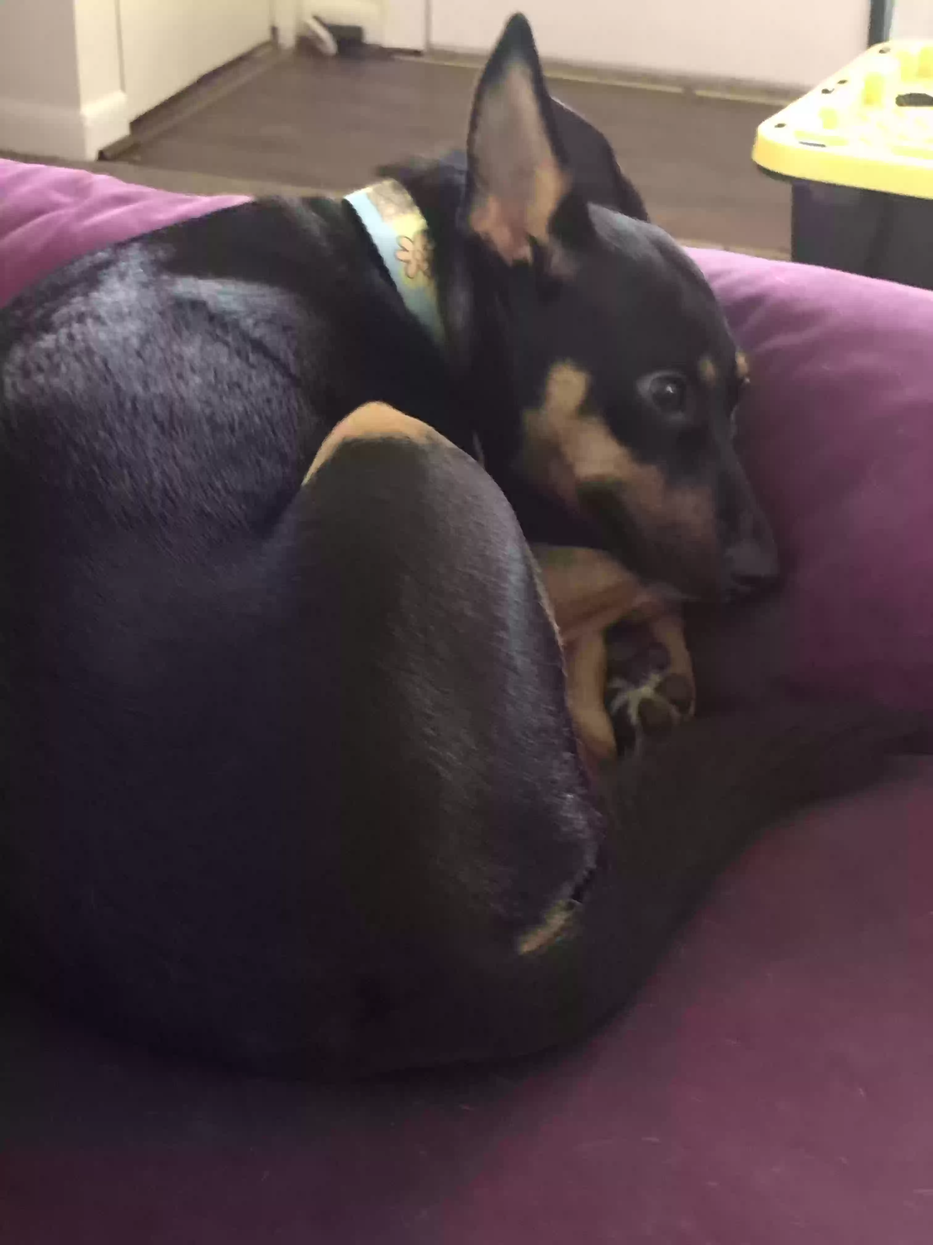 adoptable Dog in Canton,MI named Chica