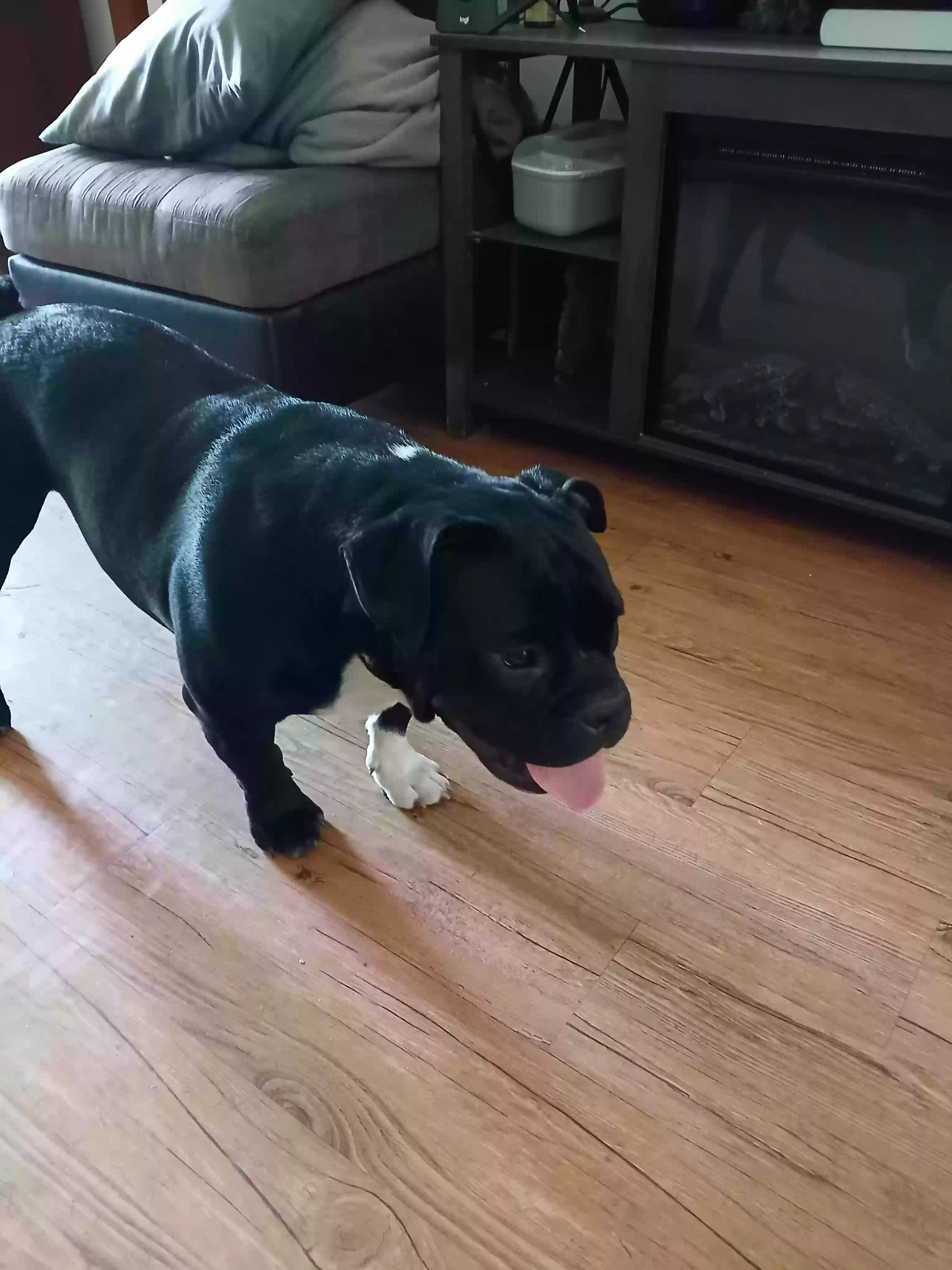 adoptable Dog in Port Huron,MI named Tank