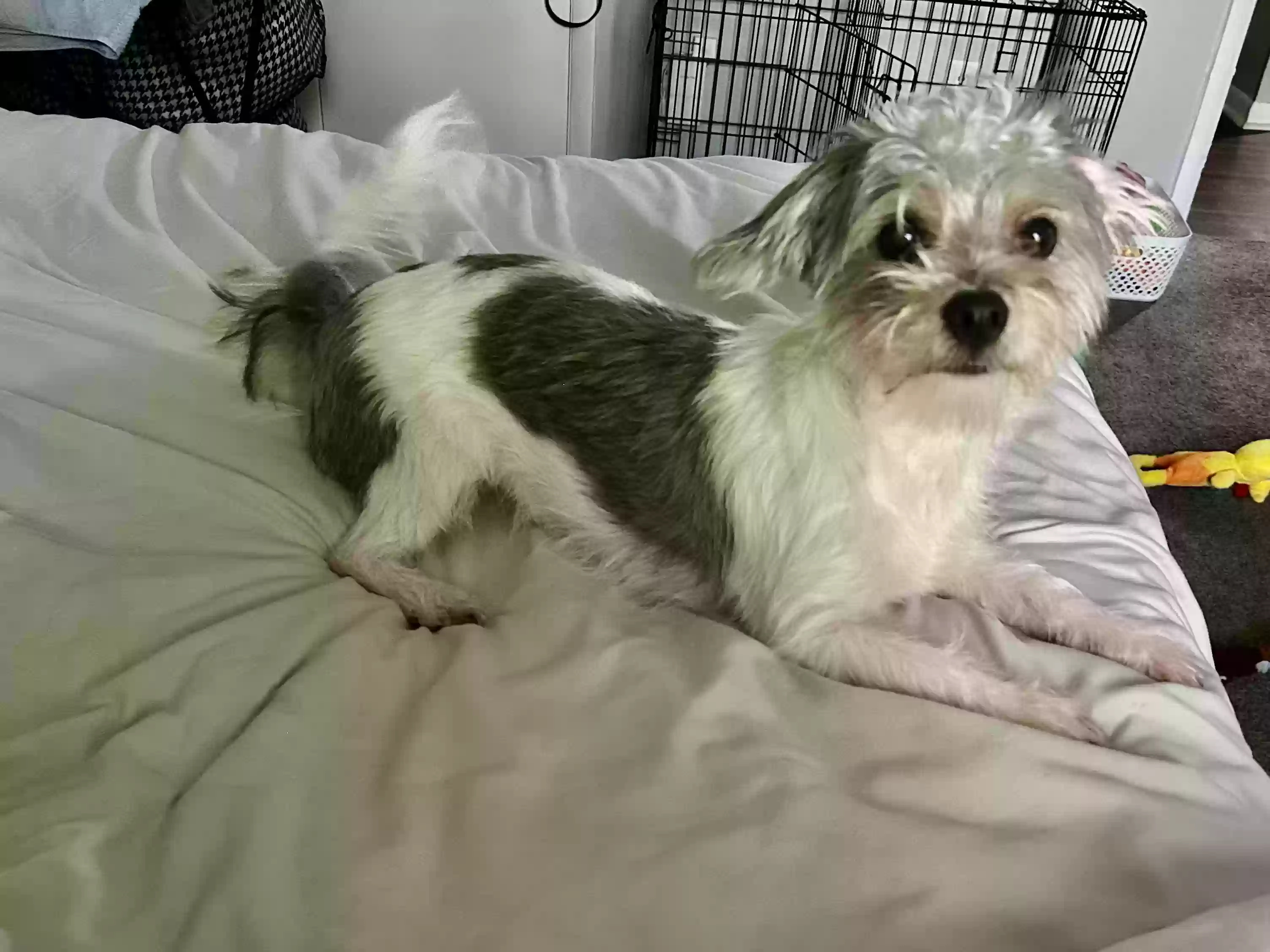 adoptable Dog in Norcross,GA named Yonni