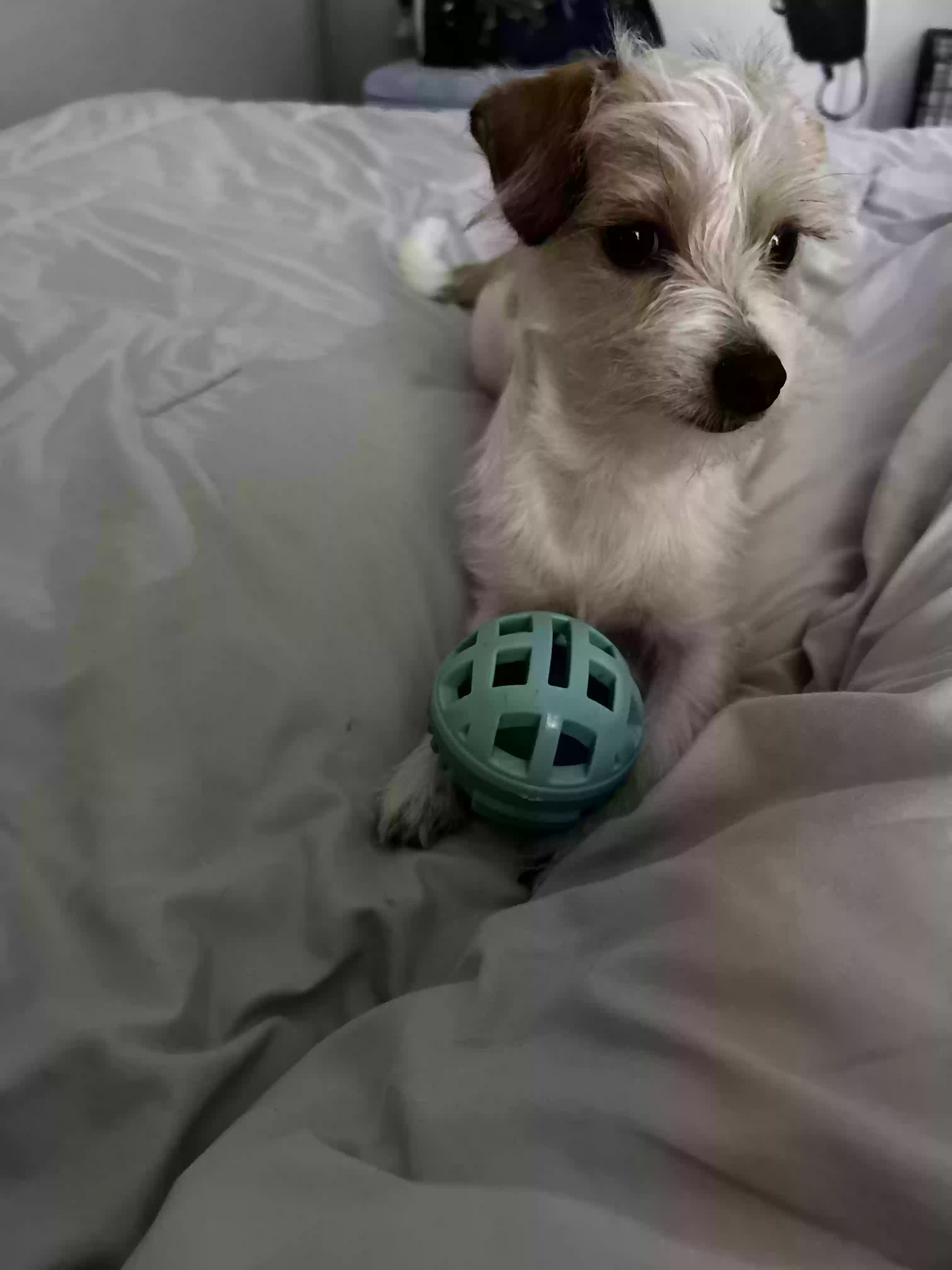 adoptable Dog in Norcross,GA named Scotti