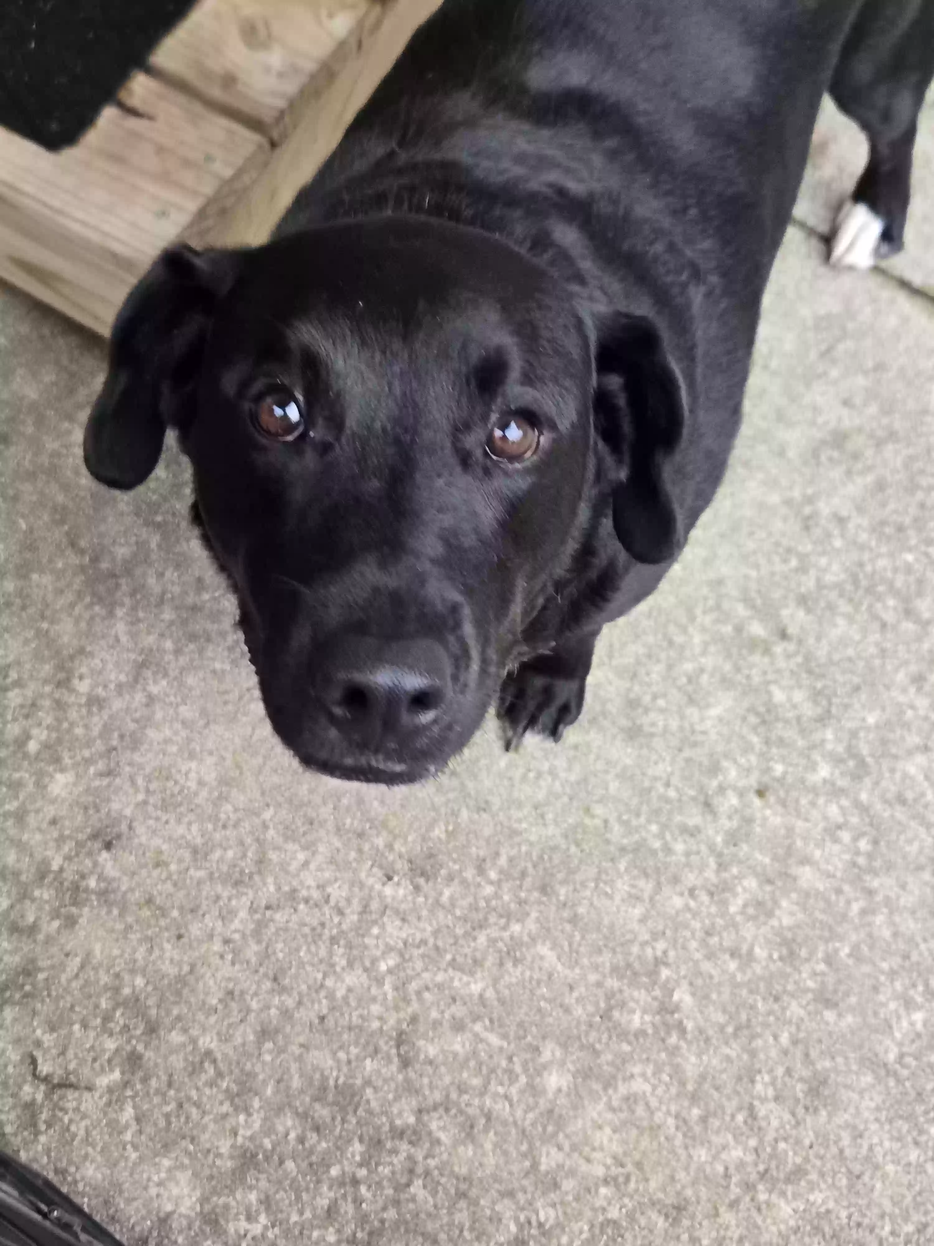 adoptable Dog in Grand Ledge,MI named Winston