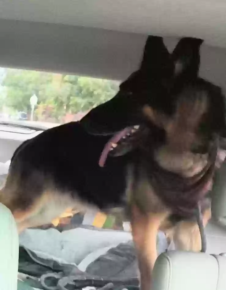 adoptable Dog in Portland,OR named Roxi