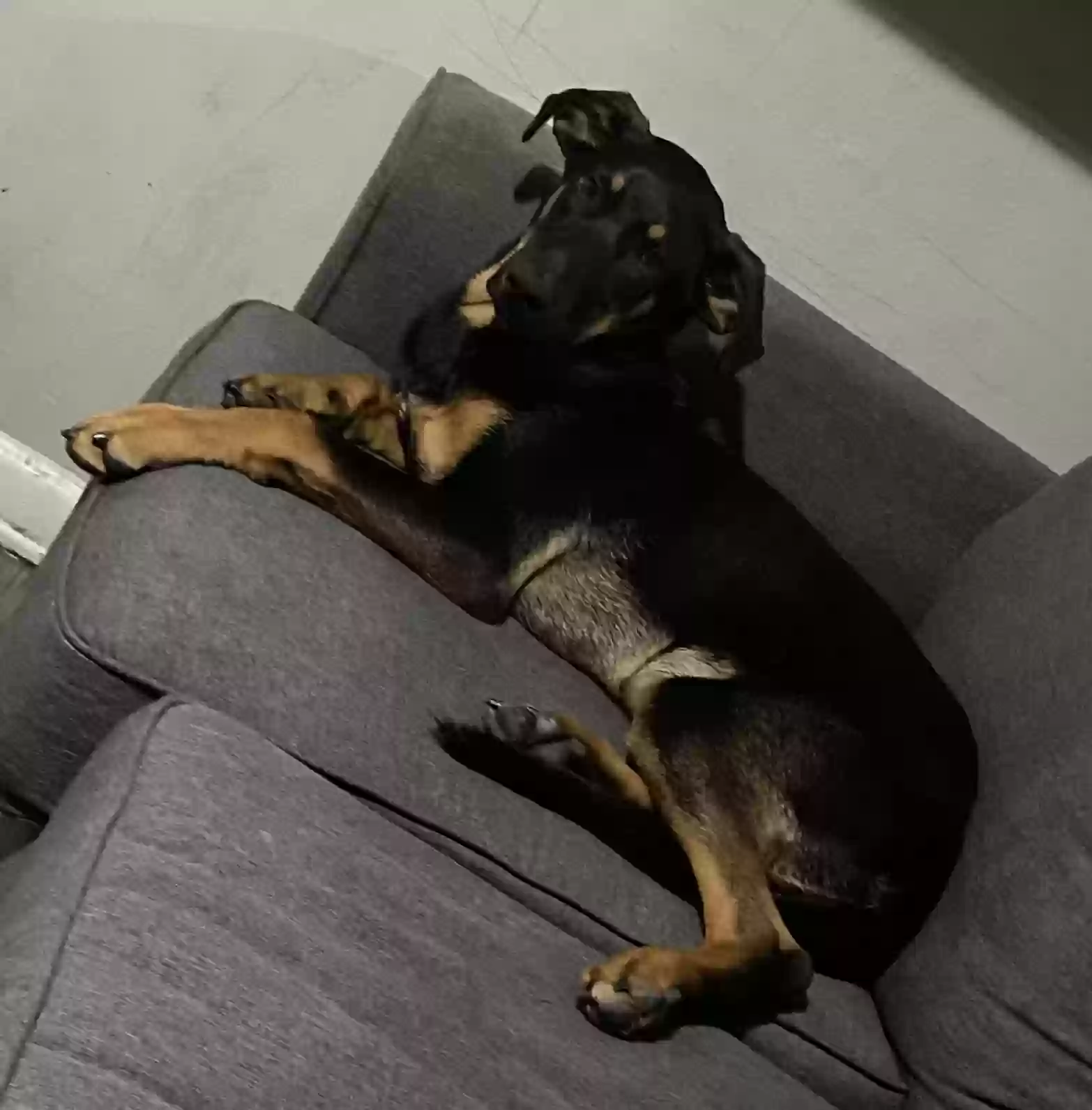 adoptable Dog in Mesquite,TX named Max
