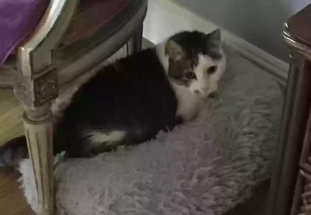 adoptable Cat in Belmont,CA named Lisa