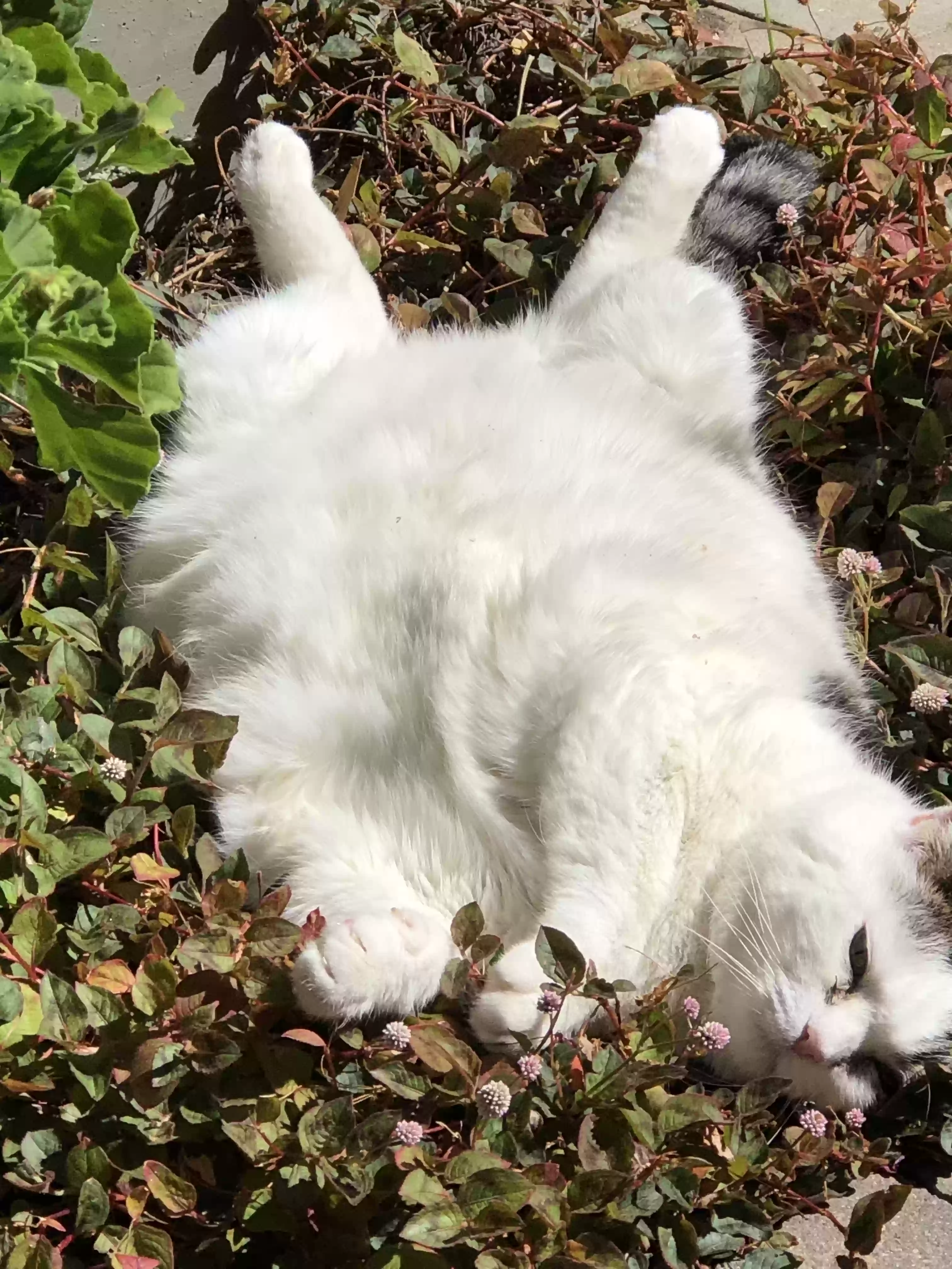 adoptable Cat in Belmont,CA named Harley