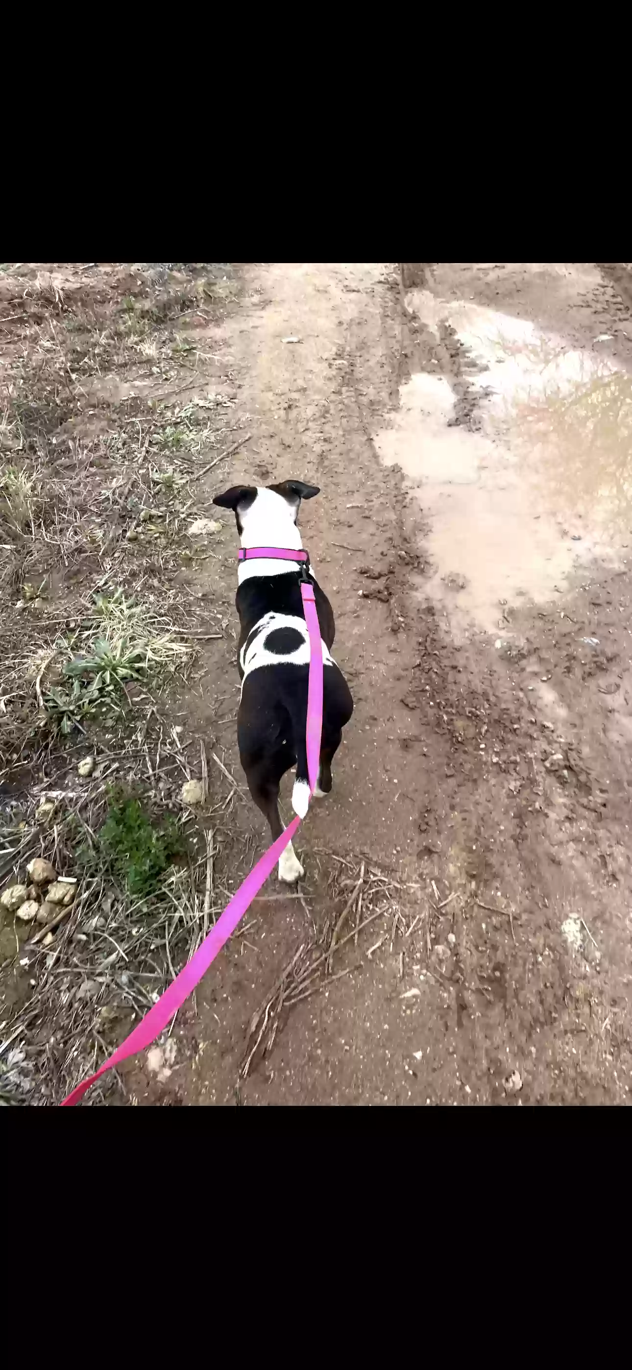 adoptable Dog in Camp Verde,AZ named Loka