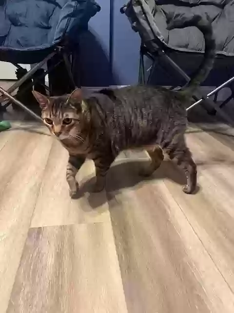 adoptable Cat in Keystone Heights,FL named Binx