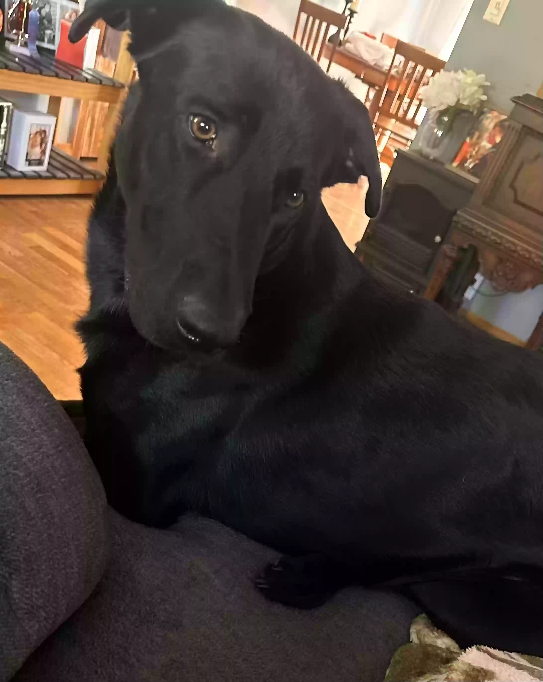 adoptable Dog in Lake Odessa,MI named Moose
