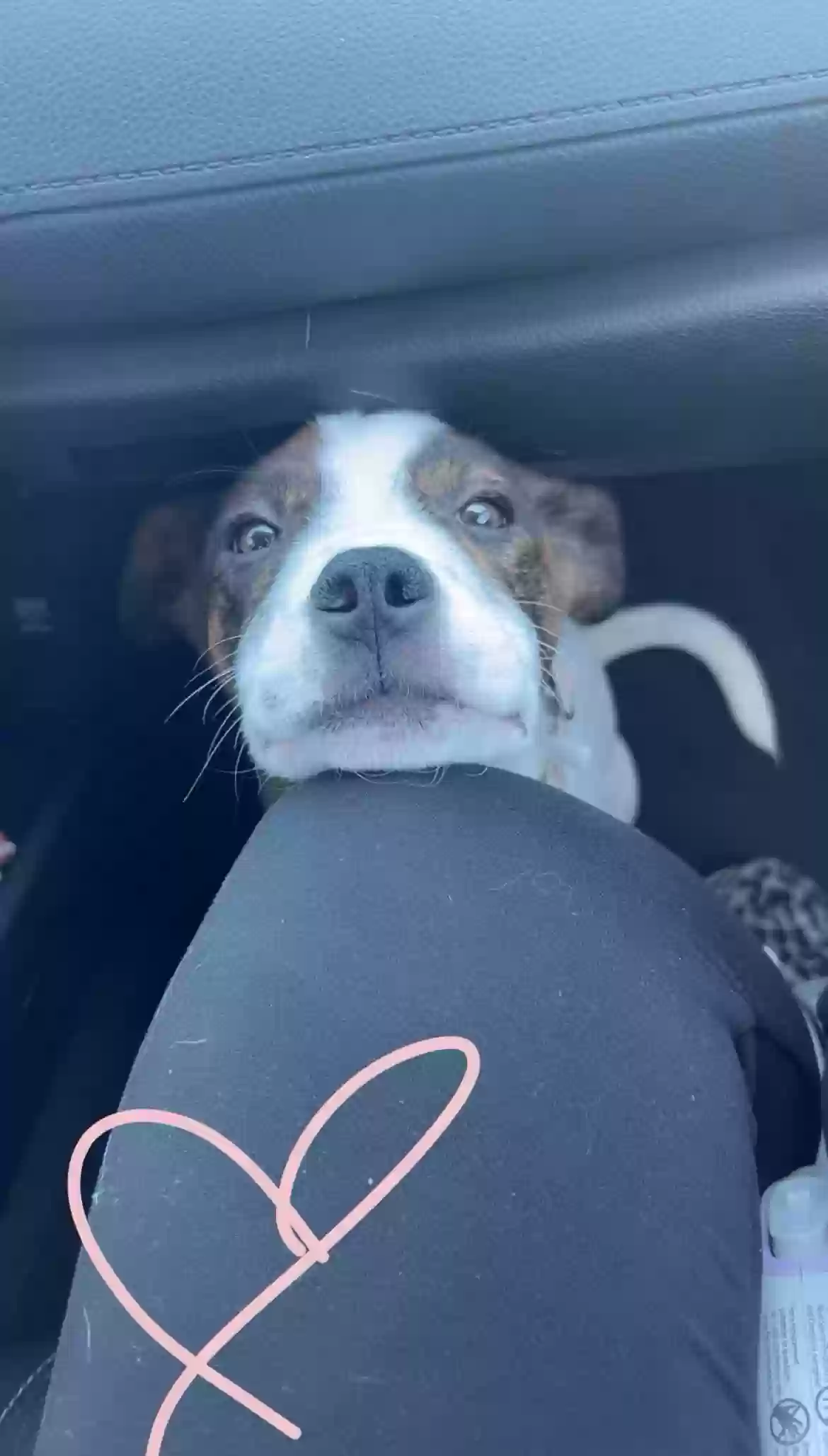 adoptable Dog in Lake Charles,LA named Lilly
