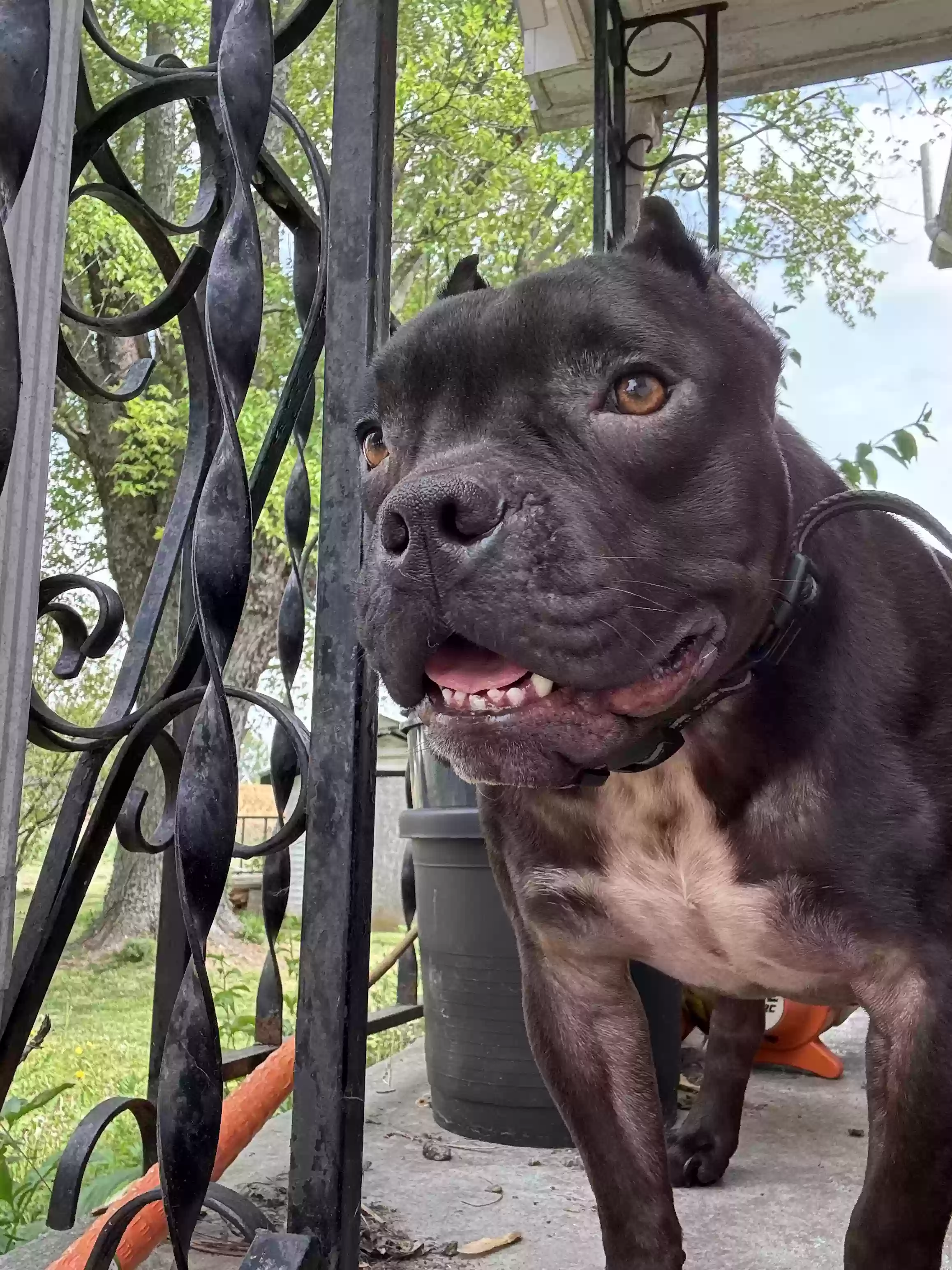 adoptable Dog in Loretto,KY named Gilbert