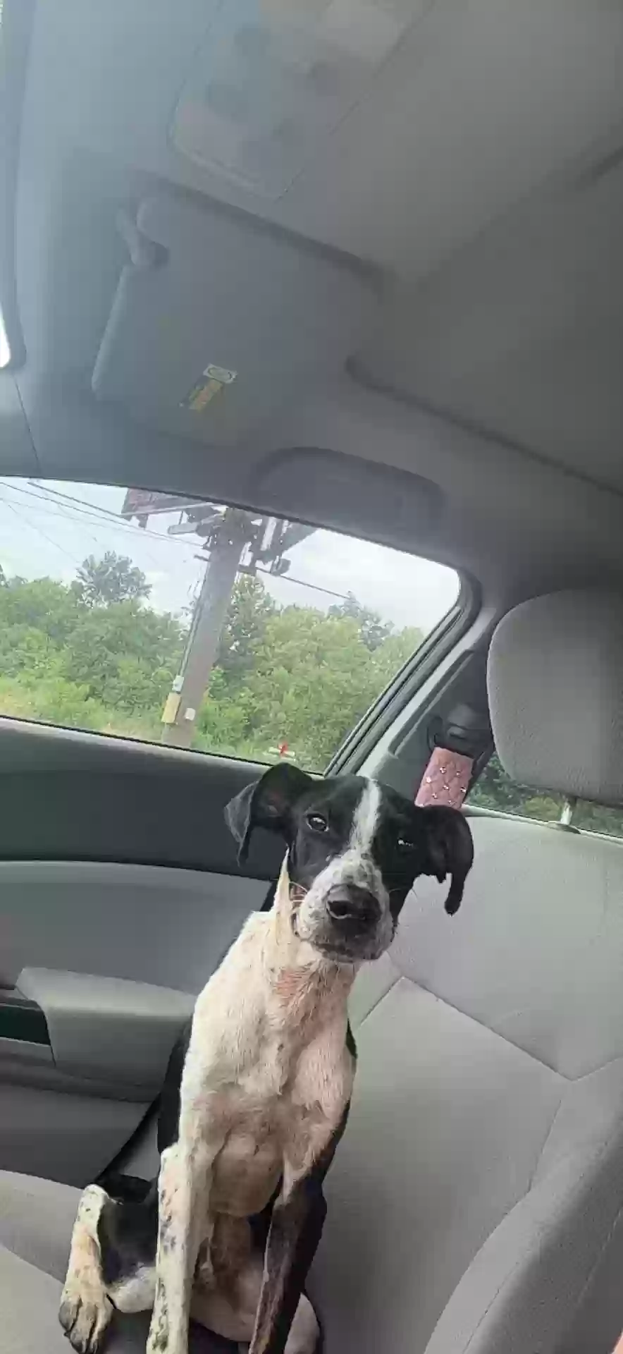adoptable Dog in Alexandria,LA named Stray