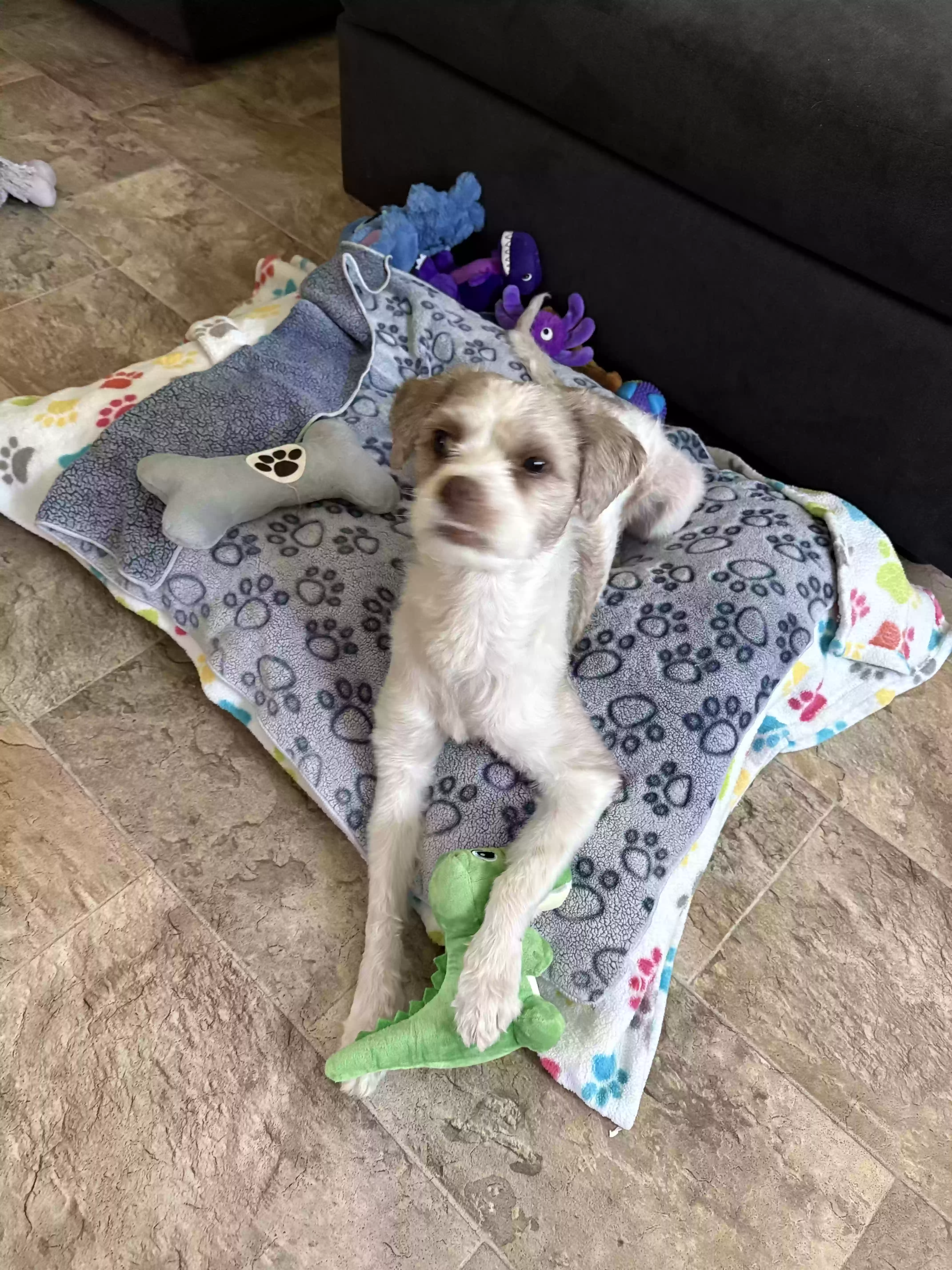 adoptable Dog in Glendora,CA named Milo