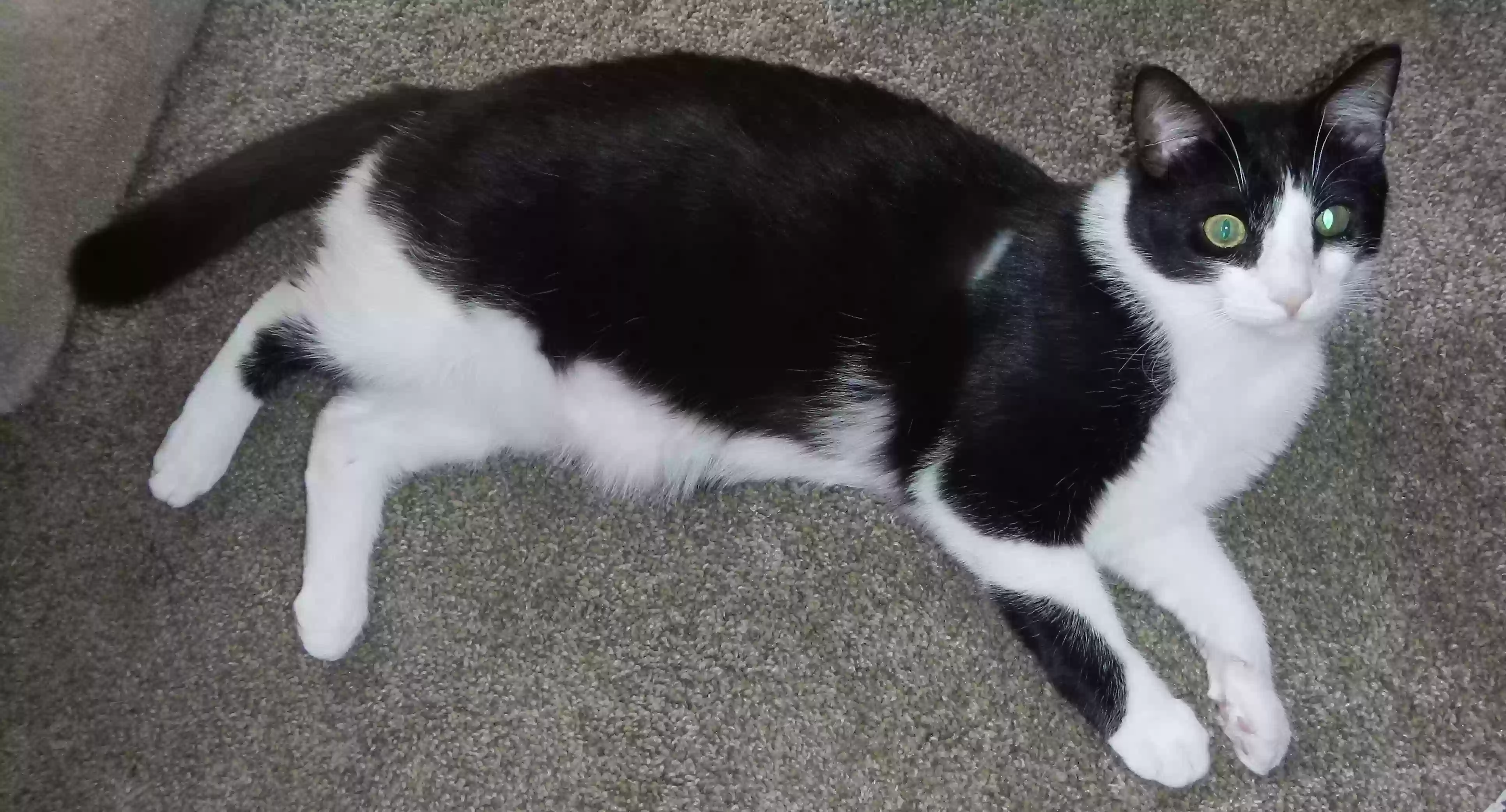 adoptable Cat in Ypsilanti,MI named Zorro