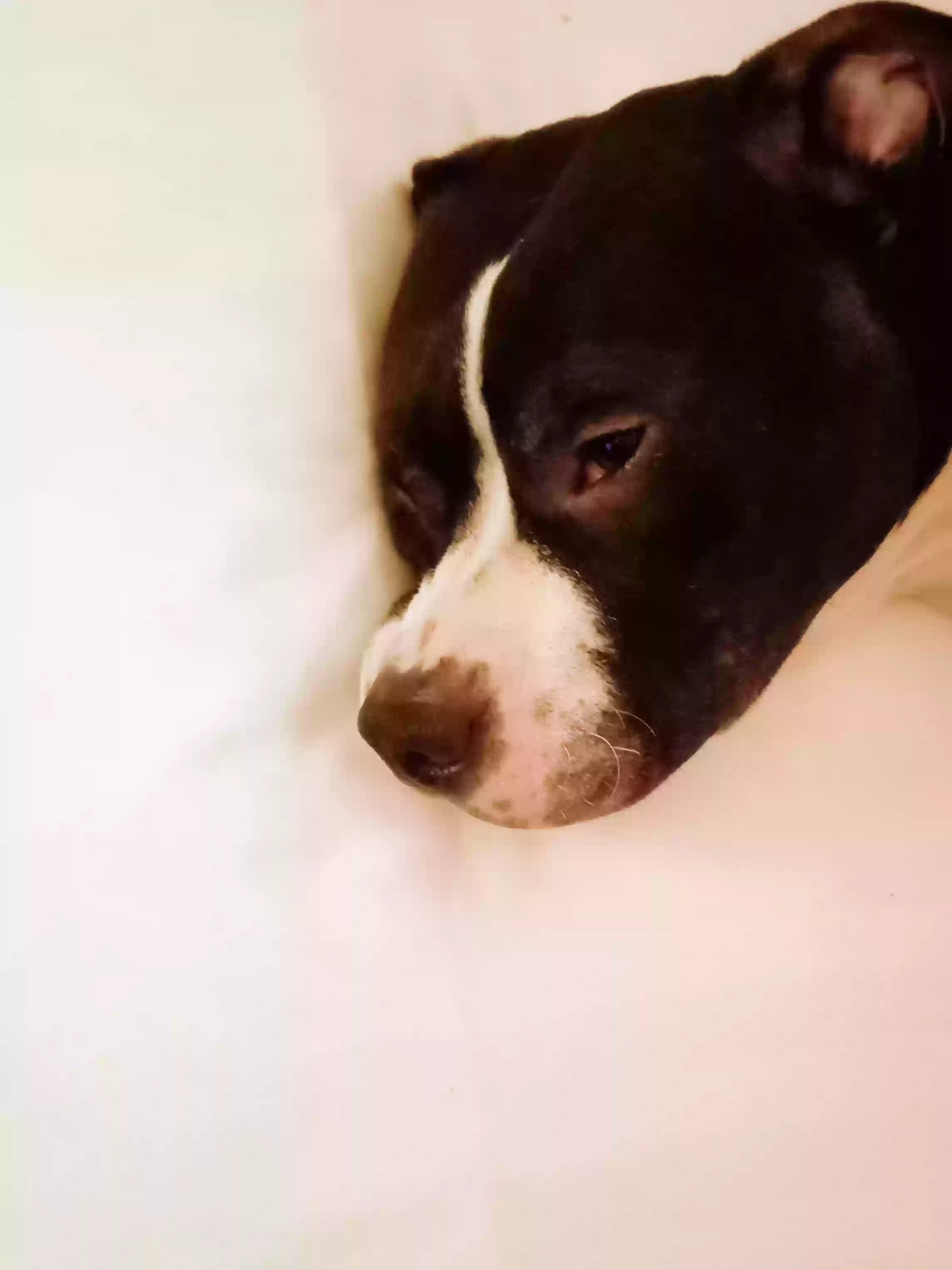 adoptable Dog in Plainfield,IN named Mister menier