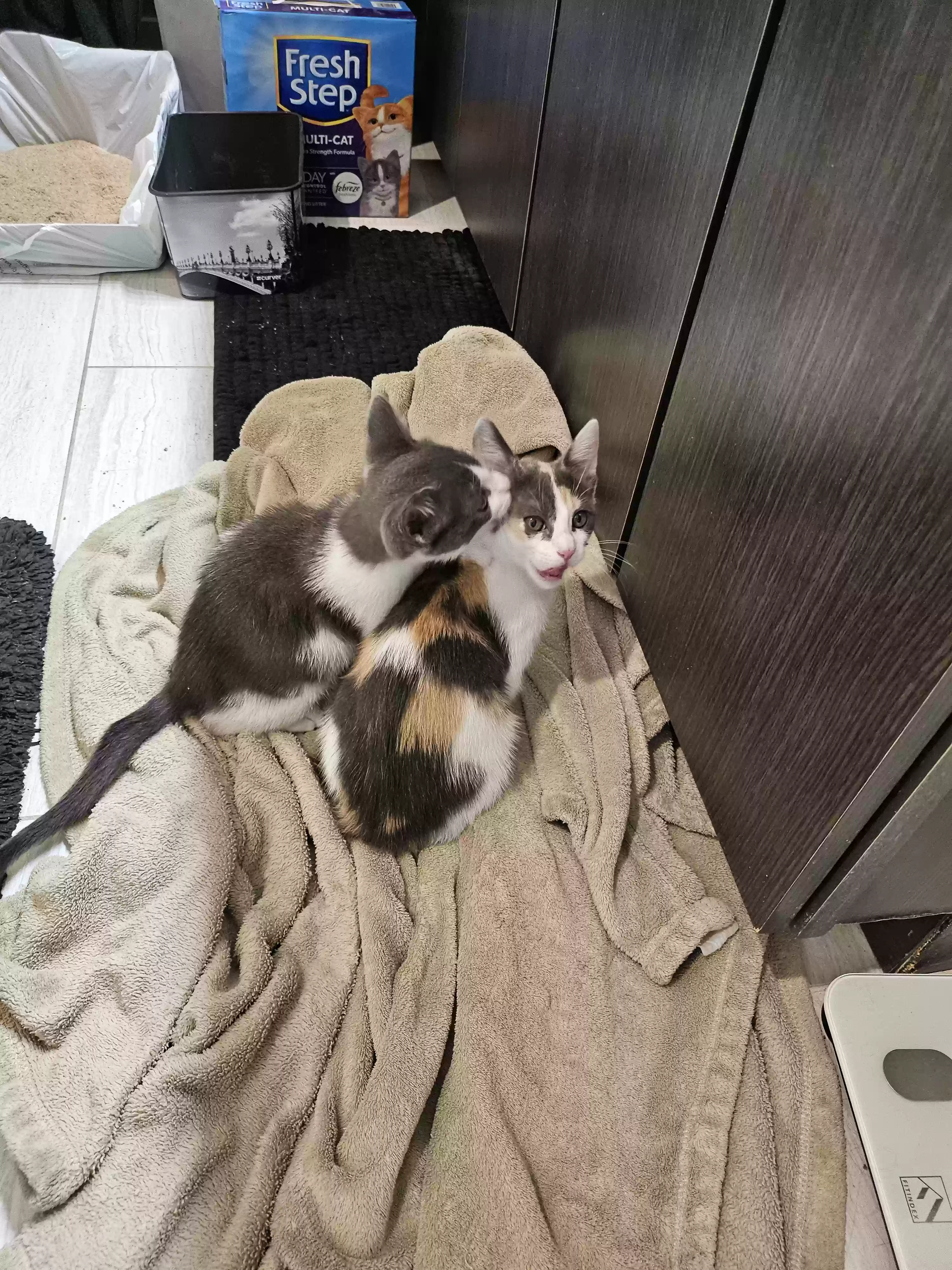 adoptable Cat in Rosenberg,TX named David Rose