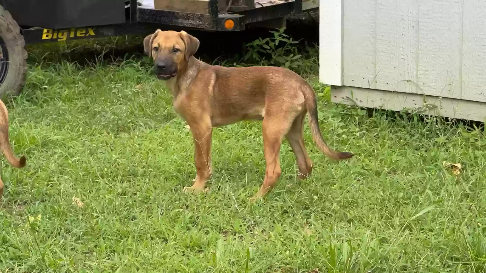 adoptable Dog in Tyler,TX named James