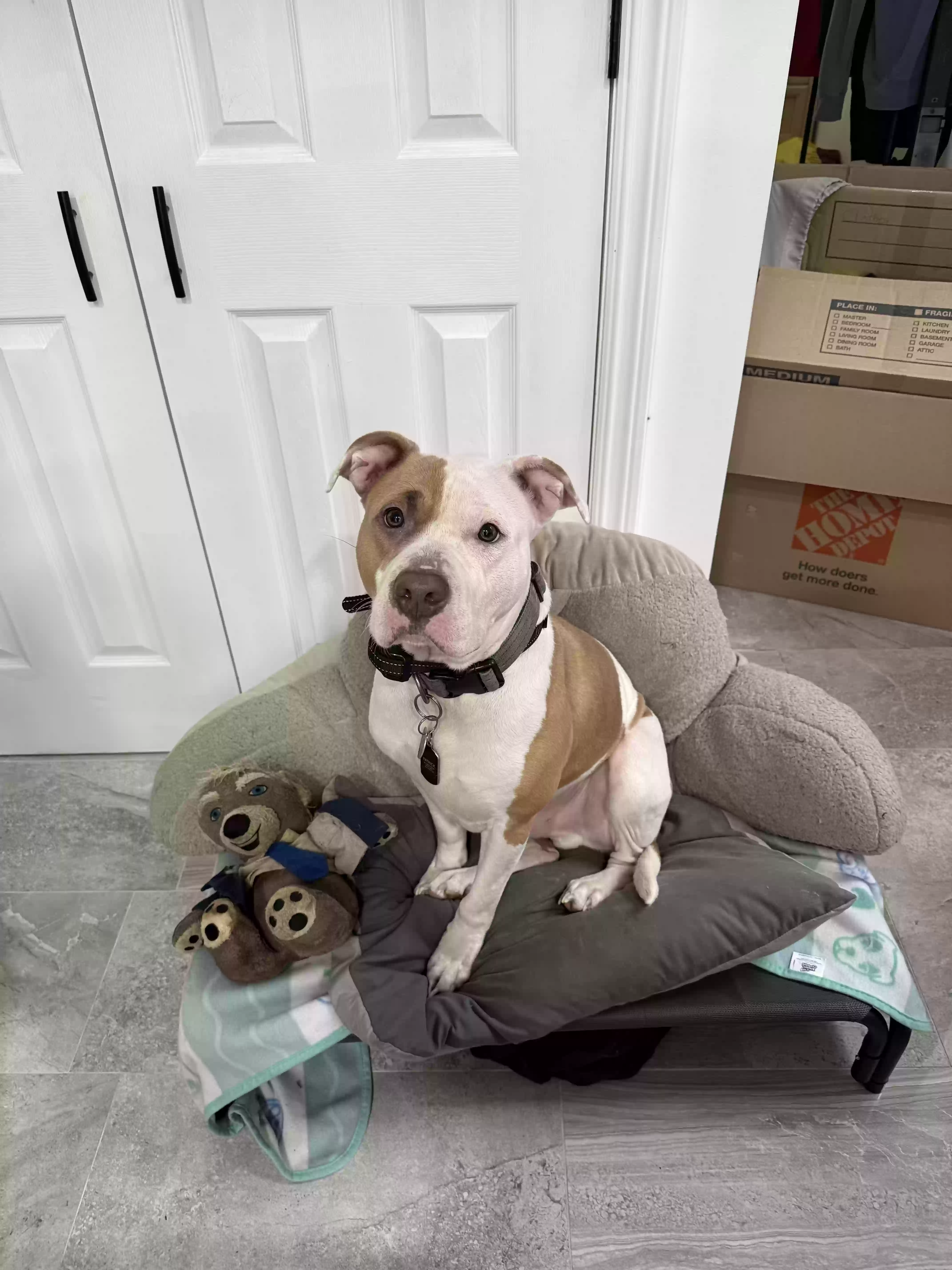 adoptable Dog in West Babylon,NY named Kane